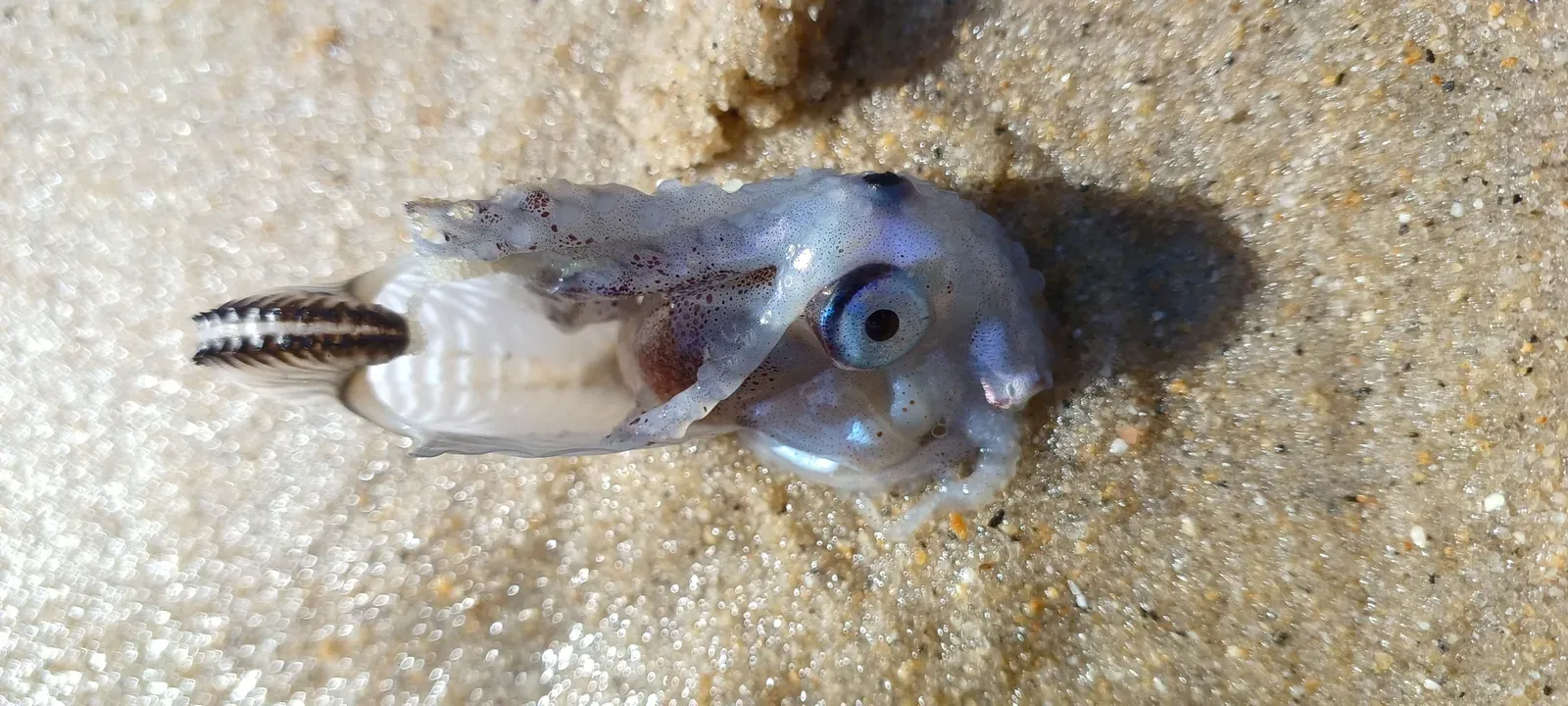 A small translucent argonaut with a large blue eye and a ridged white paper-thin shell, lying on wet sand