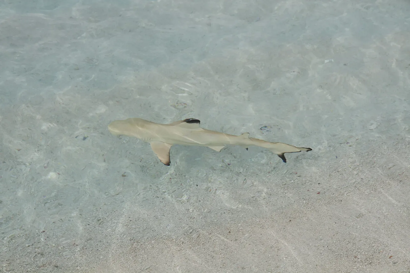 A small blacktip reef shark swims over pale sand in water barely deeper than its body, seen from the surface in the Maldives.