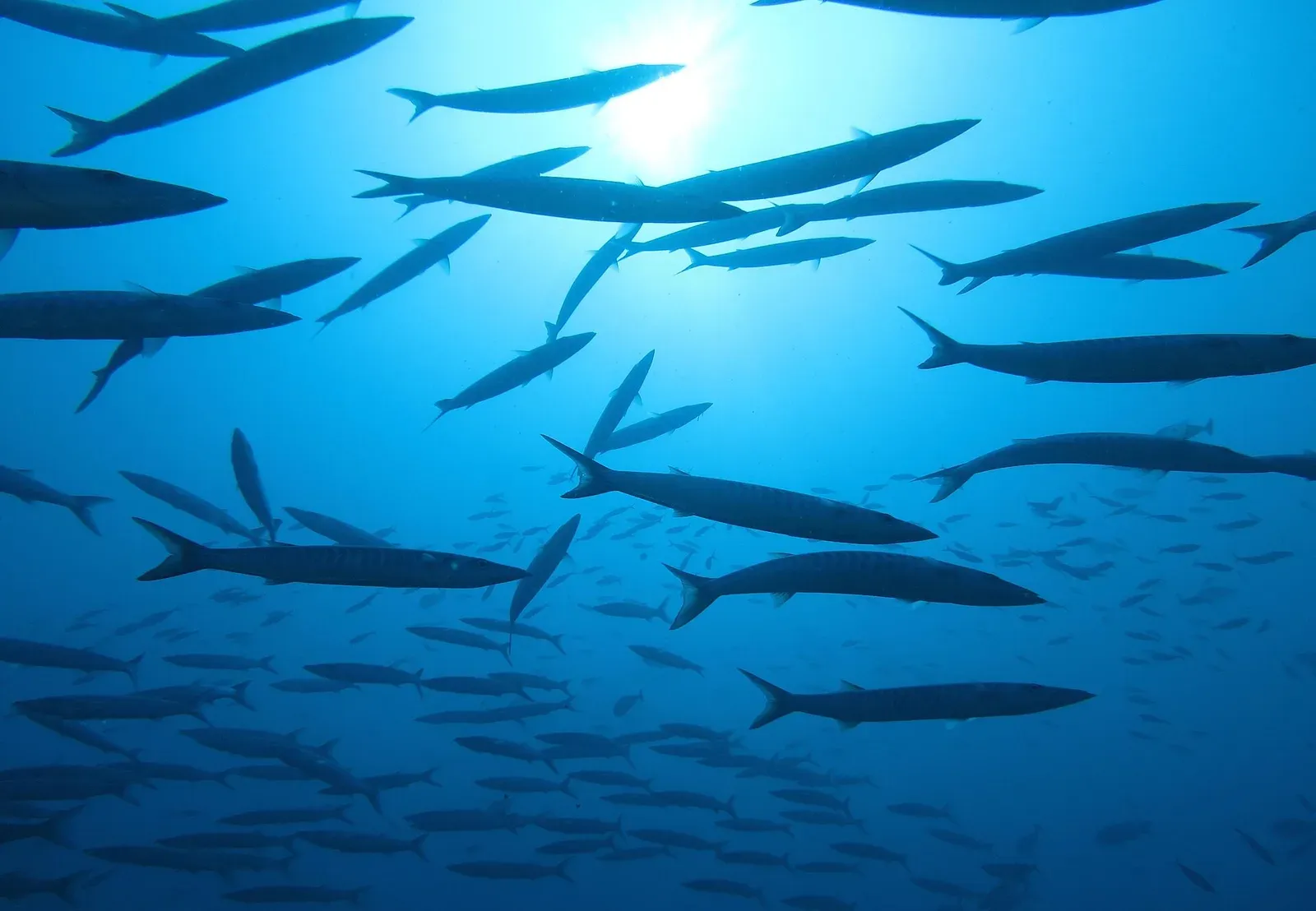 A school of barracuda silhouetted against the sun in open blue water