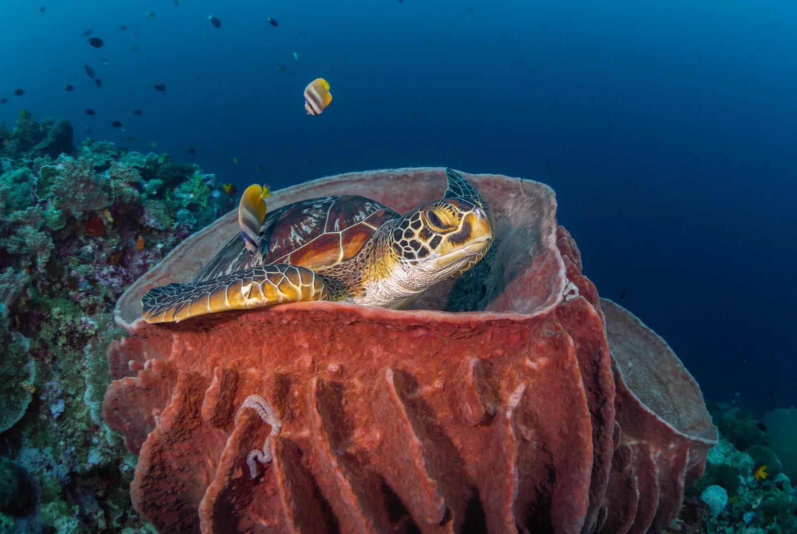 A green sea turtle lies inside a large red barrel sponge on a reef slope while butterflyfish pick at its shell.