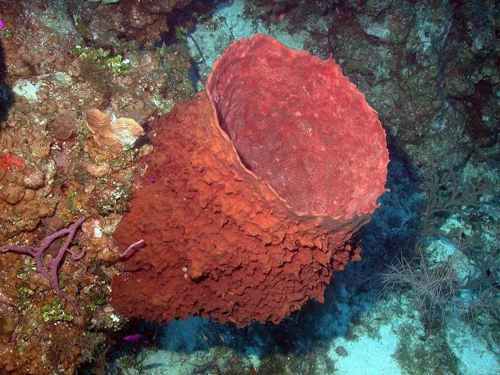 A giant red-brown barrel sponge growing out of the reef face on Little Cayman