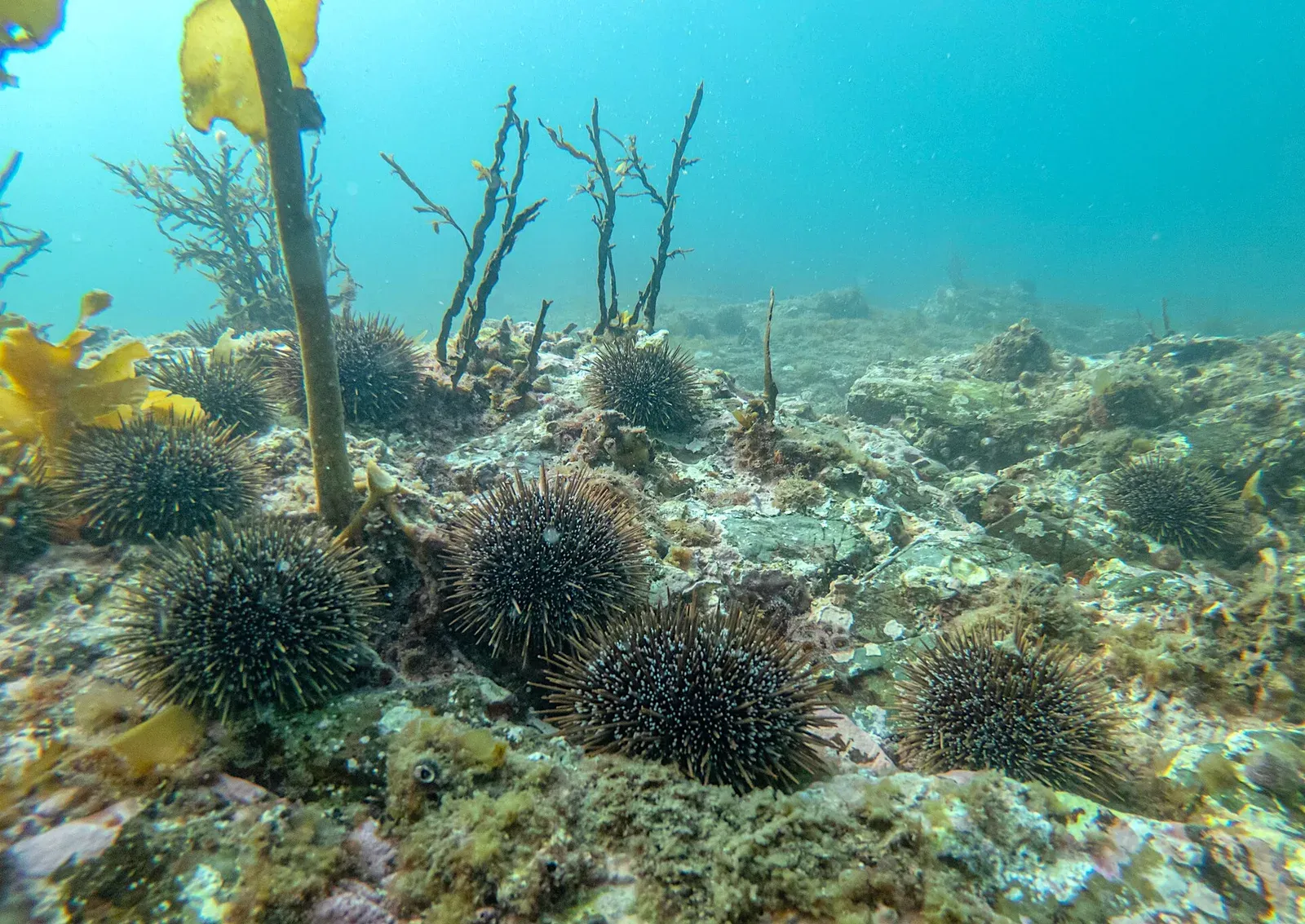 Kina sea urchins grazing bare rock at the edge of a kelp stand in the Hauraki Gulf