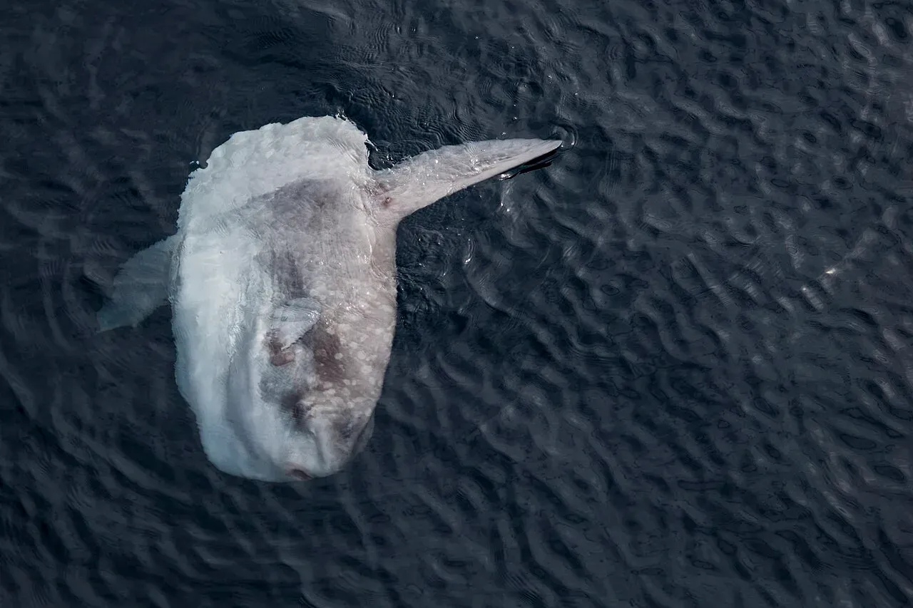 An ocean sunfish lying flat on its side at the sea surface, pale body and one fin breaking dark rippled water, photographed from above