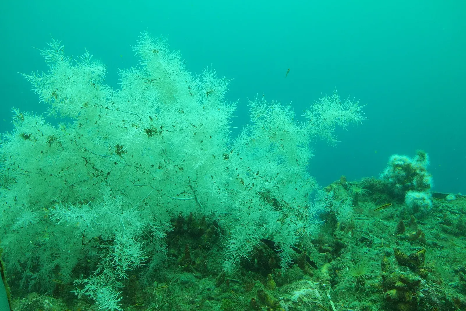A white-branched black coral tree on a rock ledge in green, dim fiord water