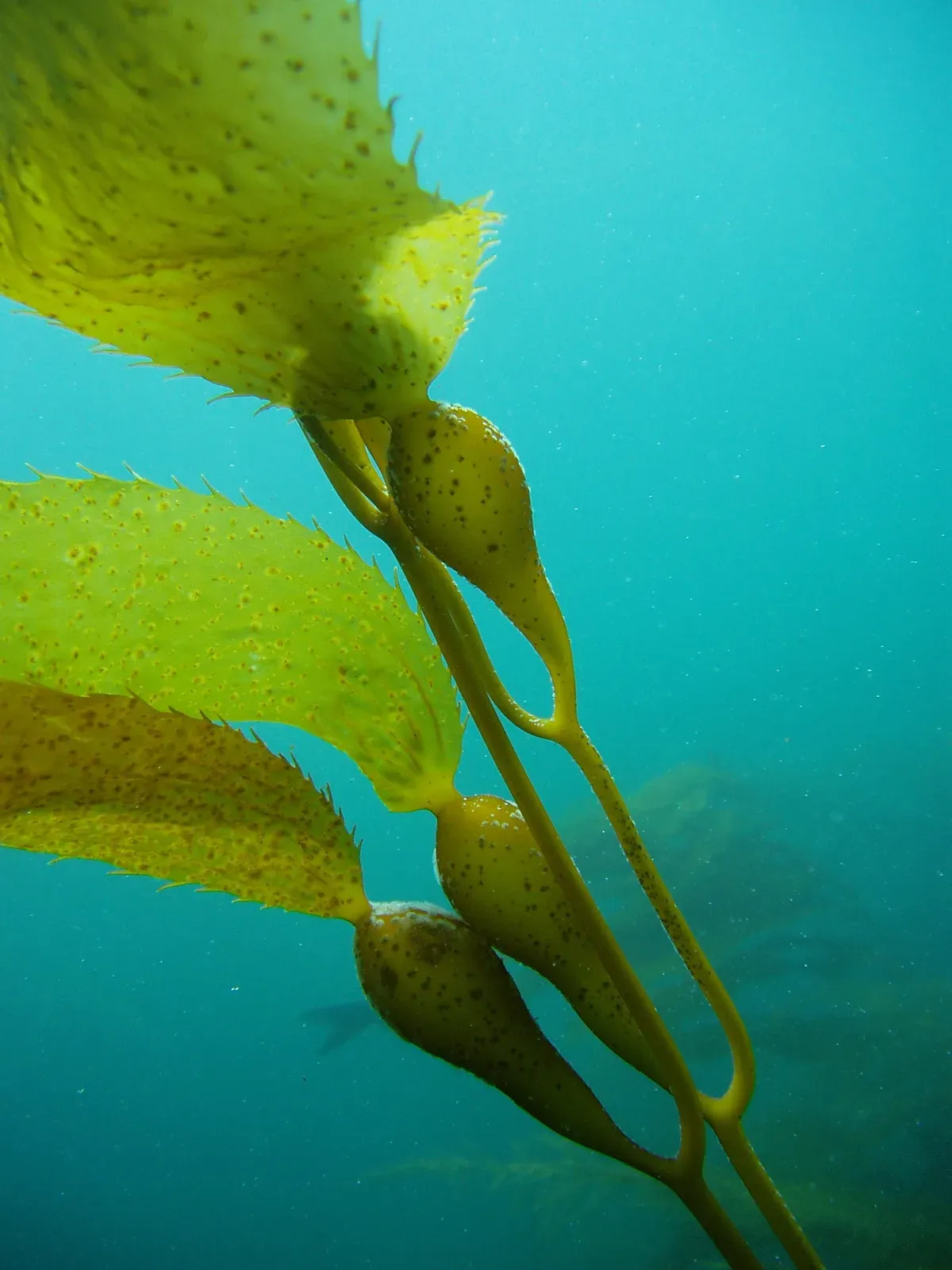 Giant kelp blades on a stipe, each joined to it by a small gas-filled bladder