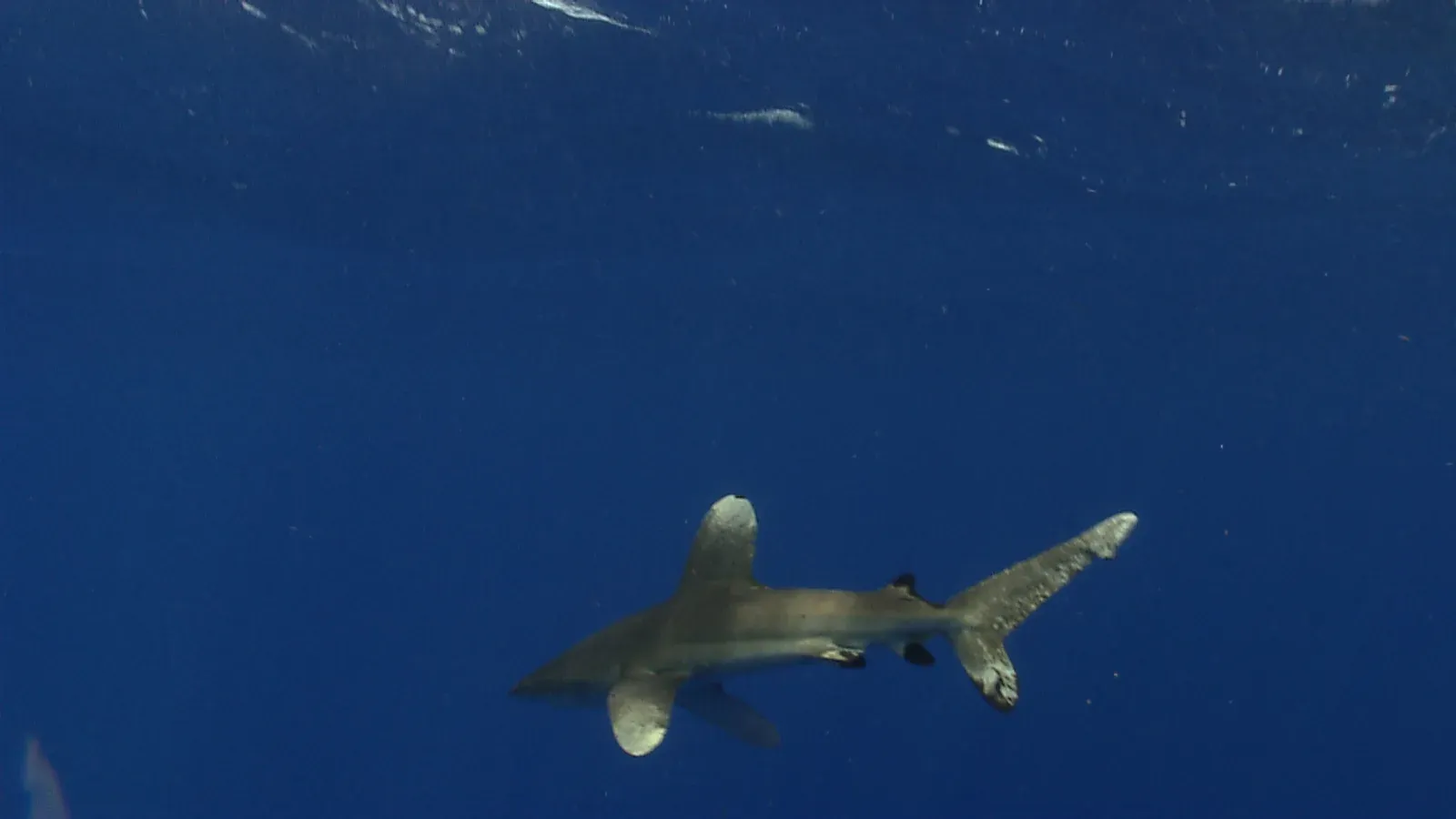 An oceanic whitetip shark hanging in empty blue water just below the sea surface, with no reef or seabed visible anywhere in the frame