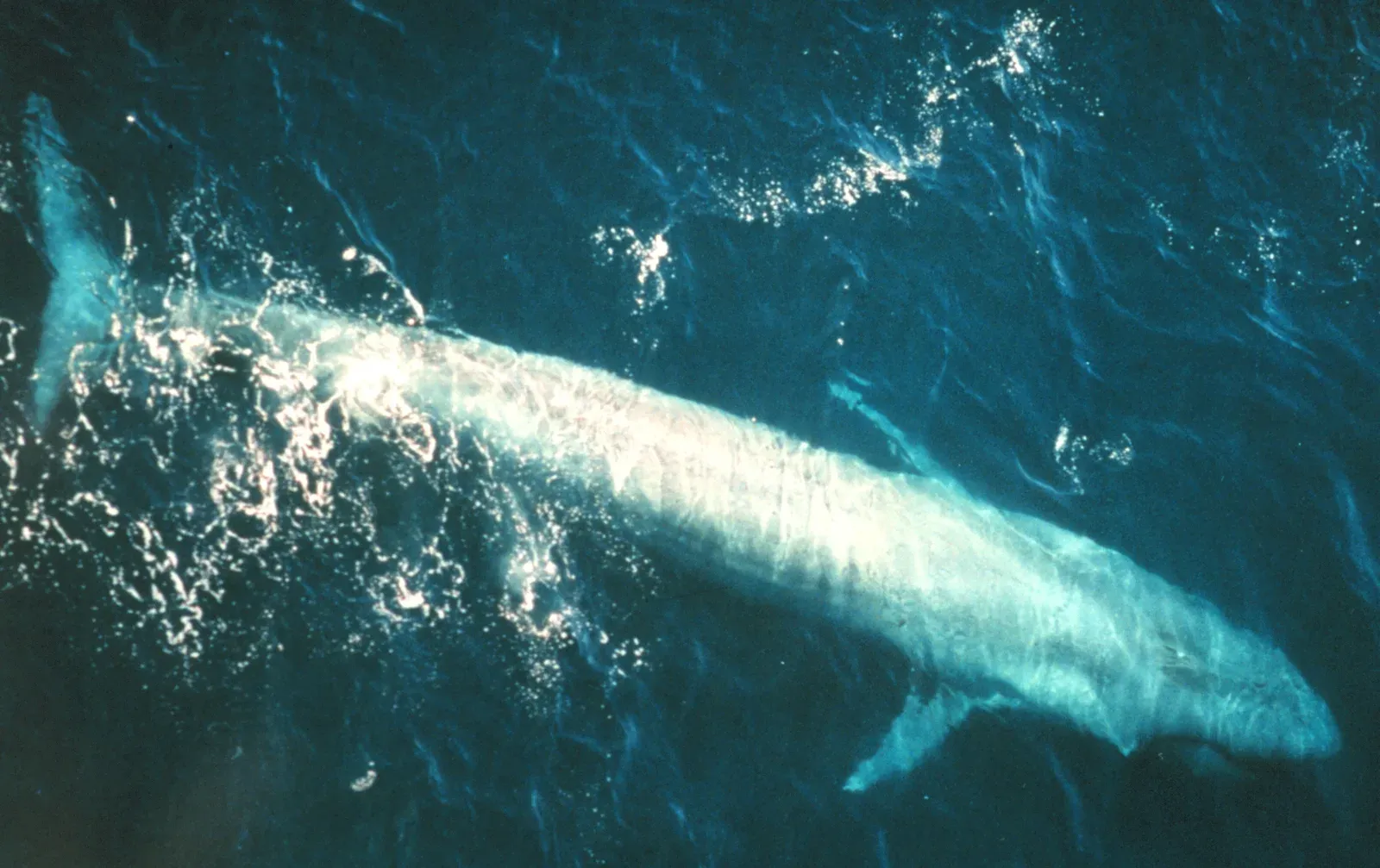 Aerial view of a blue whale just below the surface, water streaming white off its back and its small dorsal fin near the tail