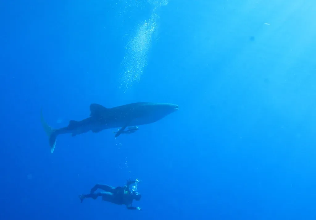 A whale shark silhouetted at a distance in open blue water, with a single scuba diver much smaller and lower in the frame