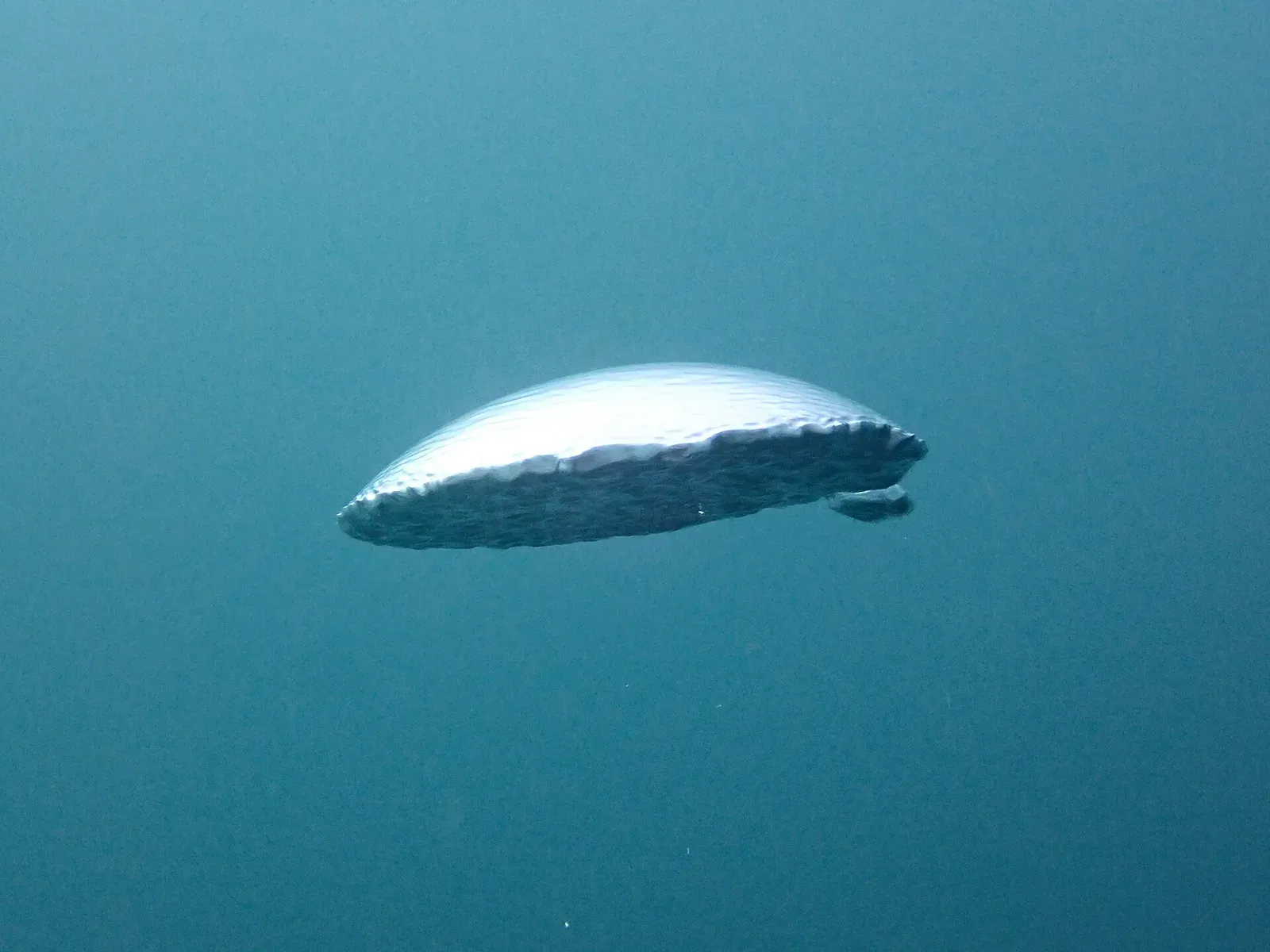A single large silver exhaled bubble, flattened like a mushroom cap, rising through green-blue water