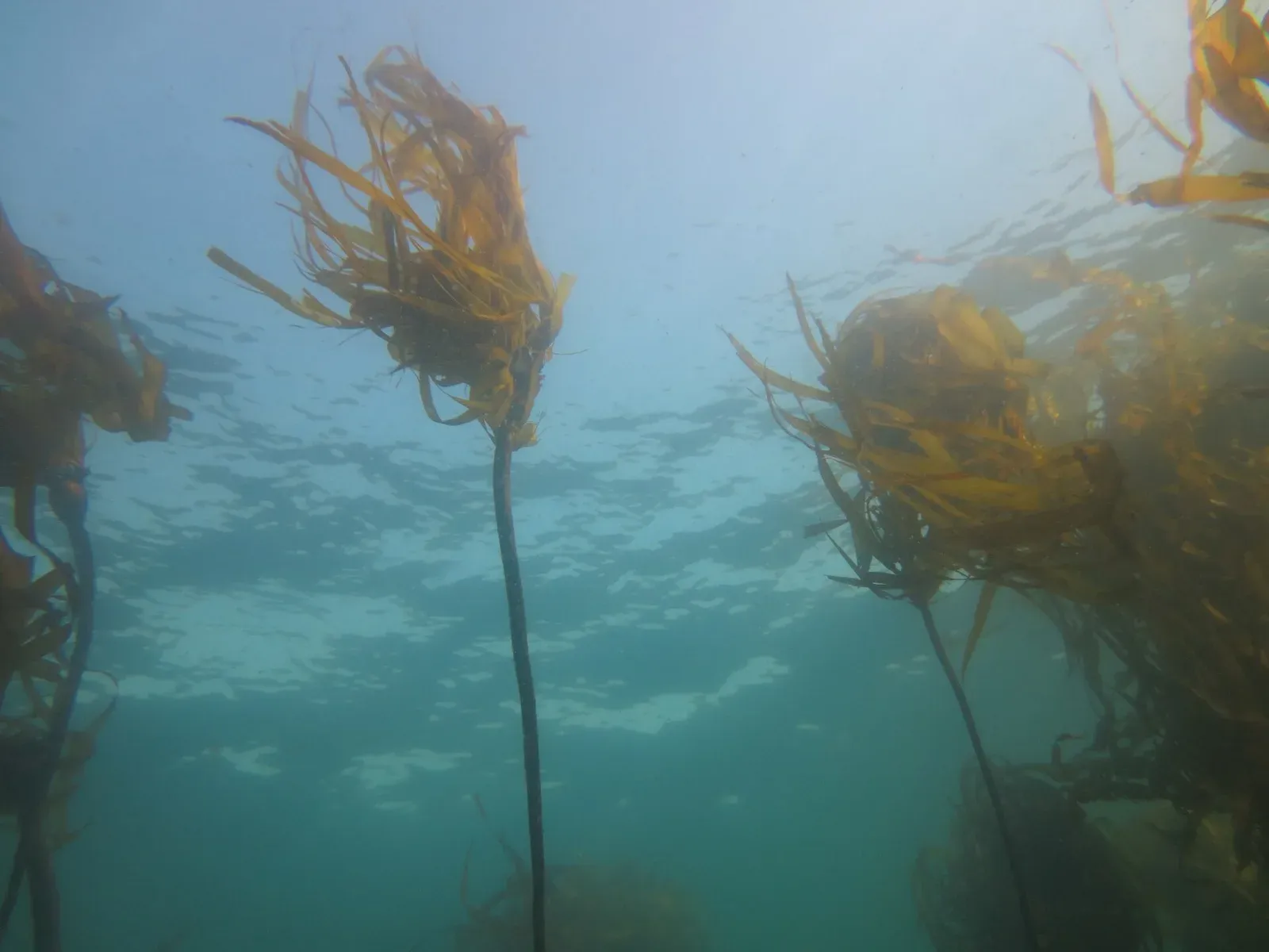 Bull kelp stipes rising to tufts of trailing blades under the surface at Caspar Point