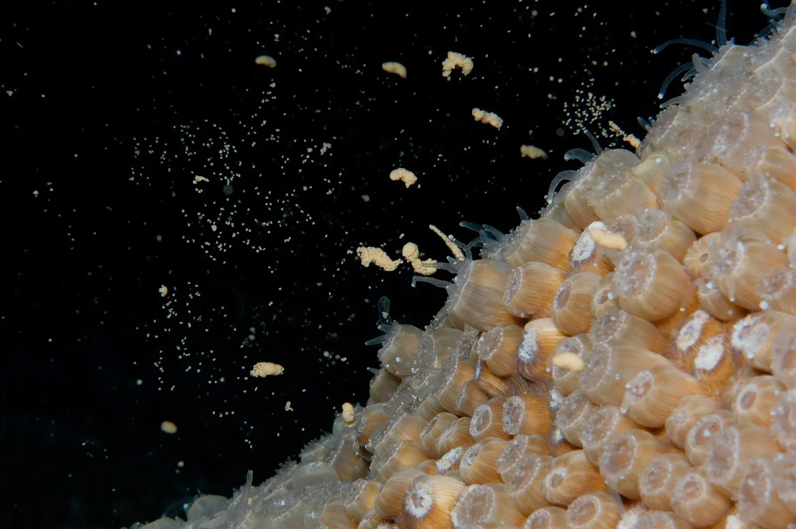 Coral polyps photographed at night, each releasing a round pink bundle of eggs and sperm into black water