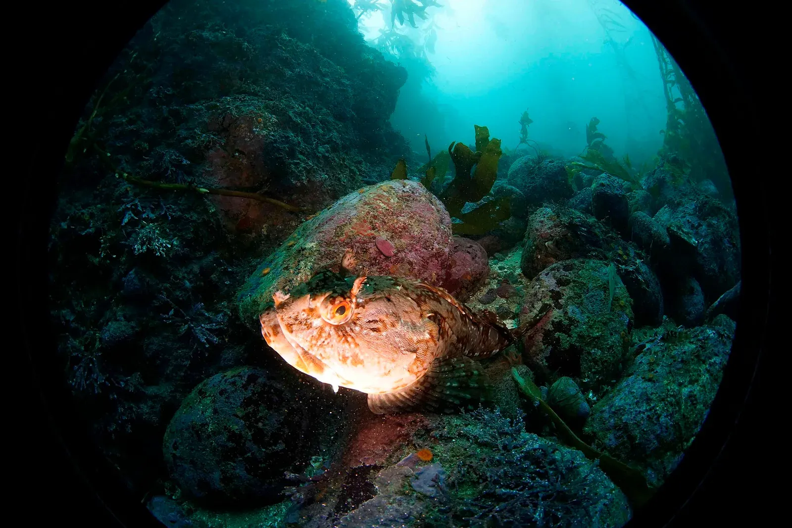 A strobe-lit cabezon rests on rocks in the foreground while the kelp forest behind it fades into green-blue water.