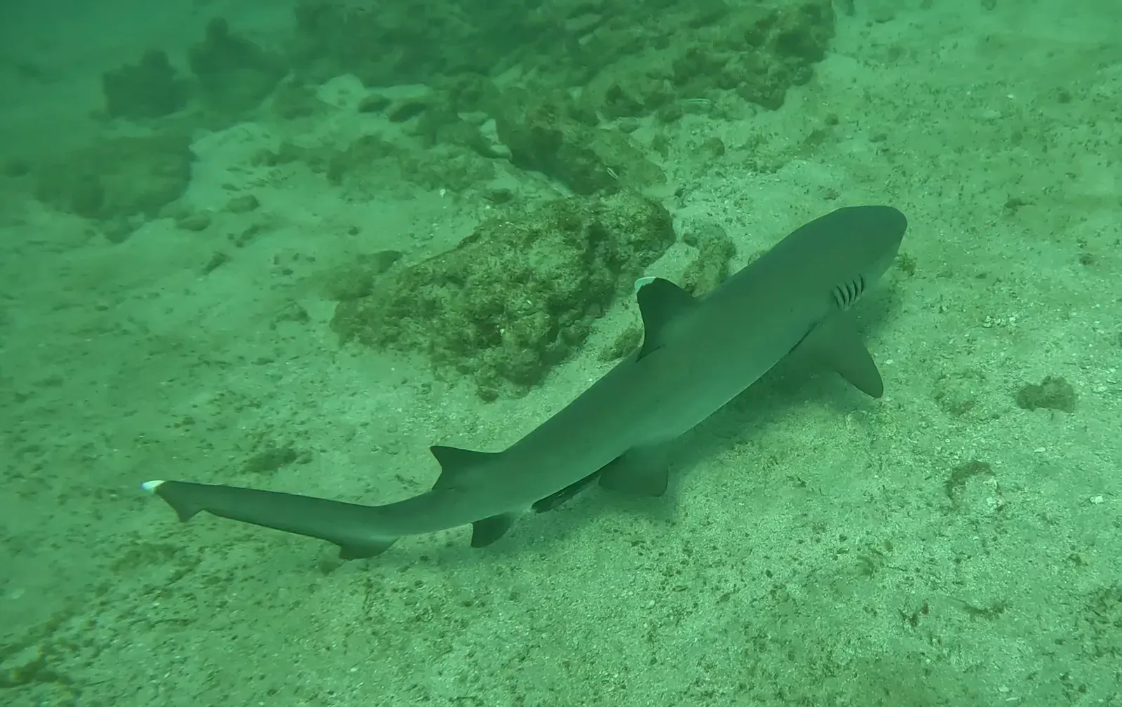 A whitetip reef shark with a white-tipped tail swims low over sand and rock in green water off Costa Rica.