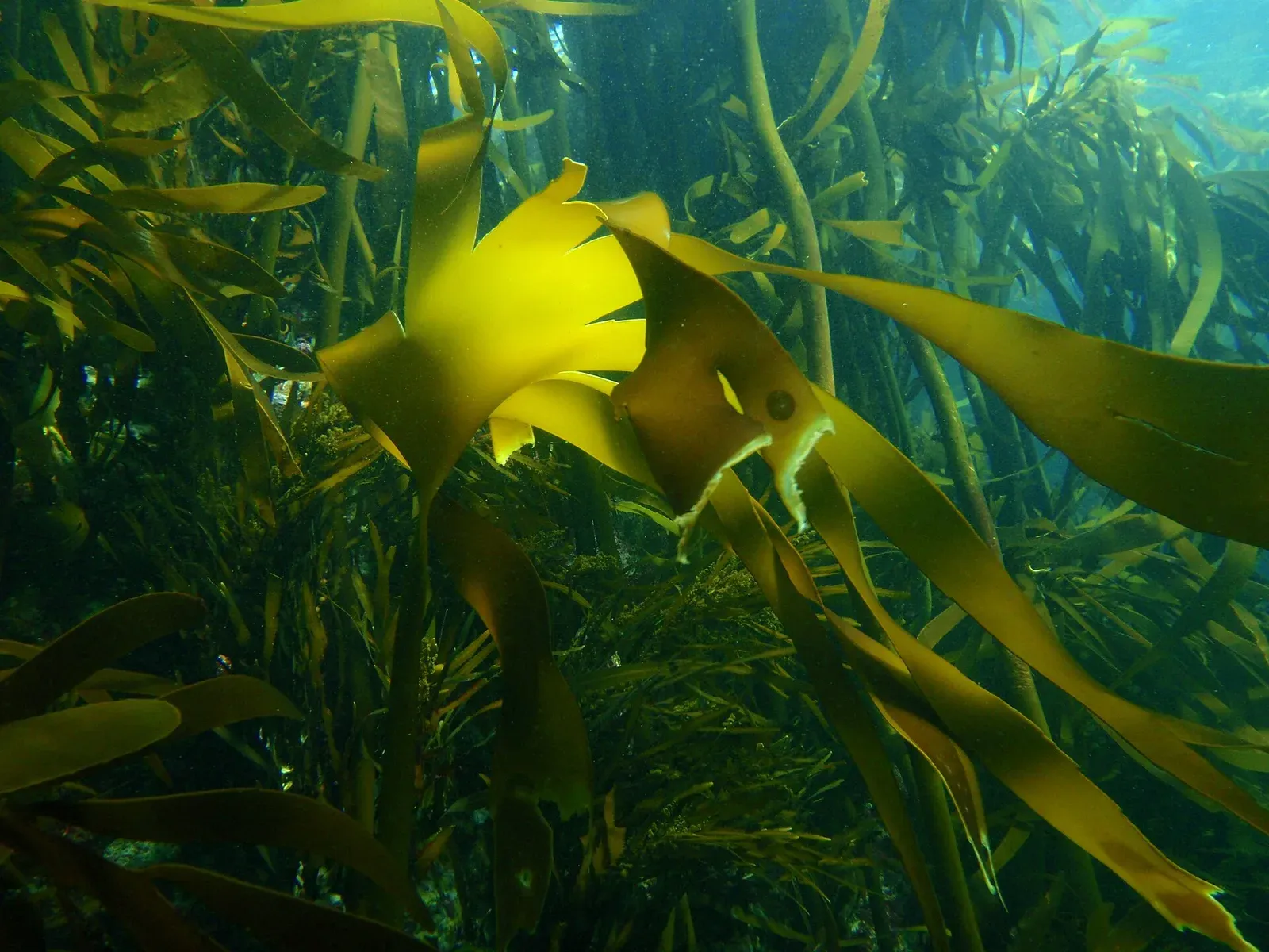 Dense stands of Cape kelp with broad yellow-green fronds over a rocky understorey