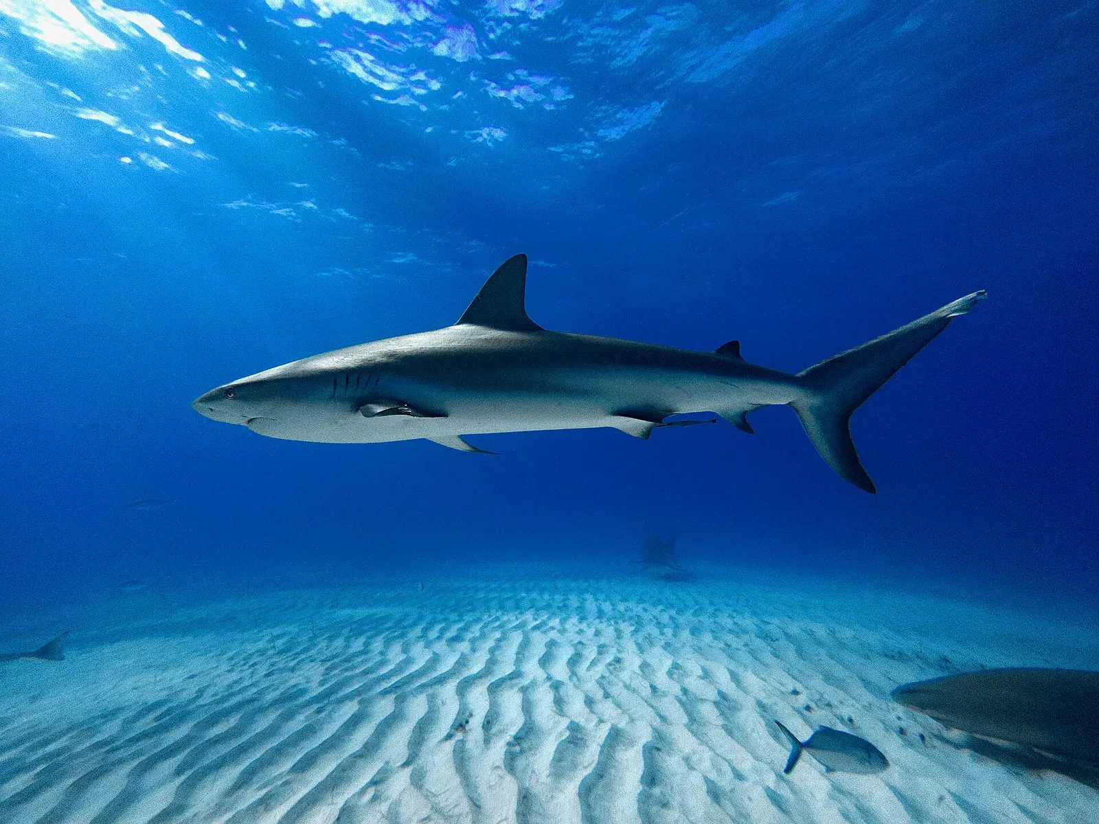 A Caribbean reef shark swims in profile over rippled white sand in clear blue water in the Bahamas.