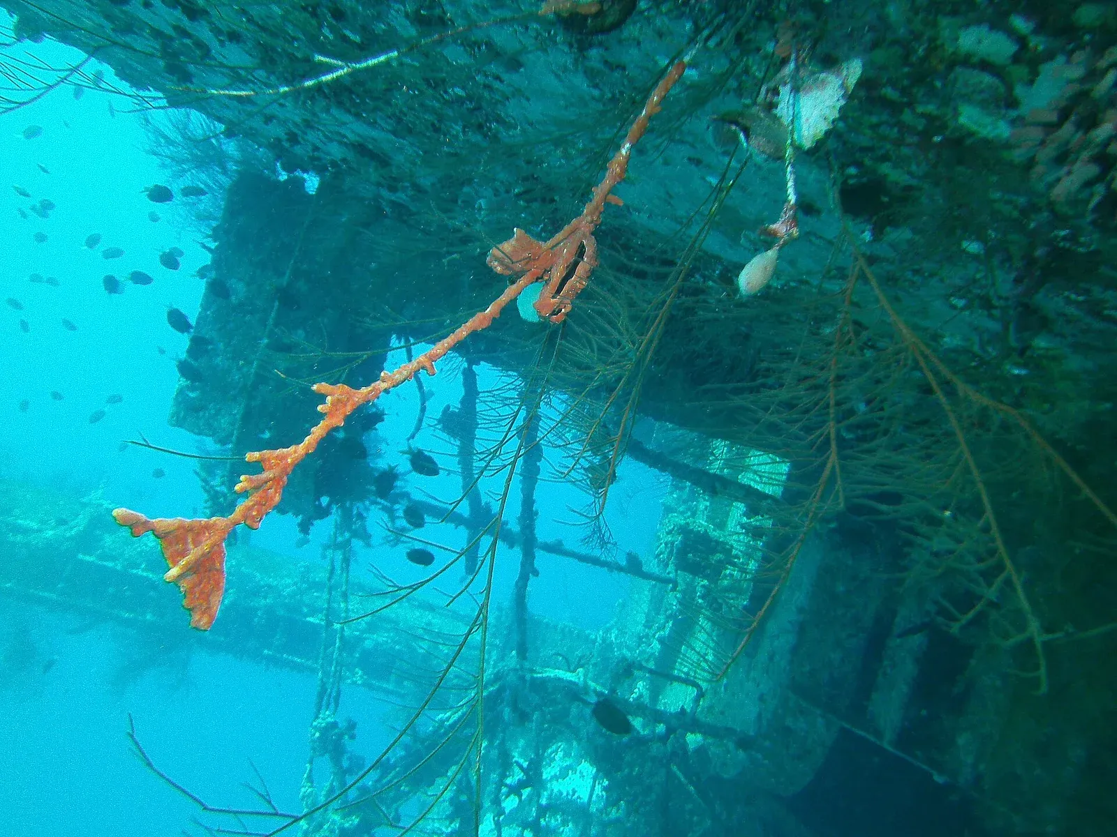 Coral-encrusted mast rigging and a wreck’s superstructure underwater, with small fish in bright blue water