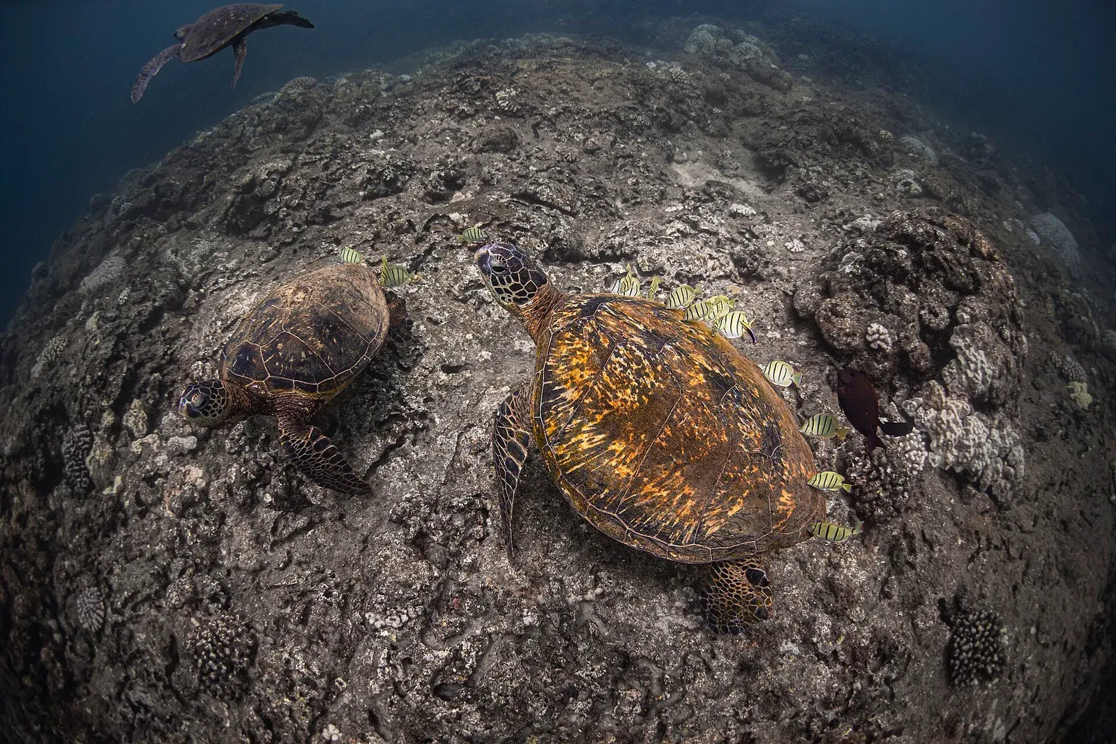 Two green sea turtles settle on a rocky reef while small striped reef fish pick at their shells, and a third turtle swims above.