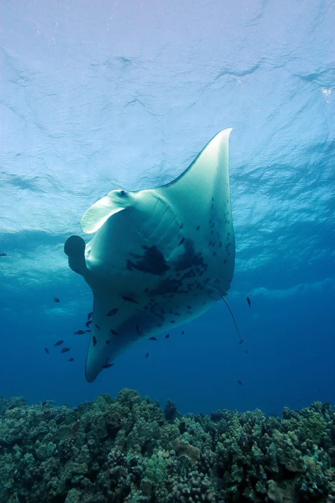 A reef manta at a cleaning station with cleaner wrasse, the sun behind it