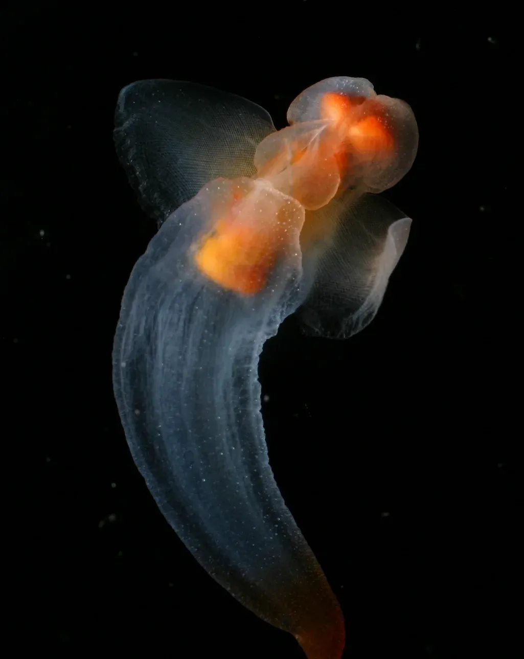 A translucent sea angel, Clione limacina, with orange internal organs, swimming against black water