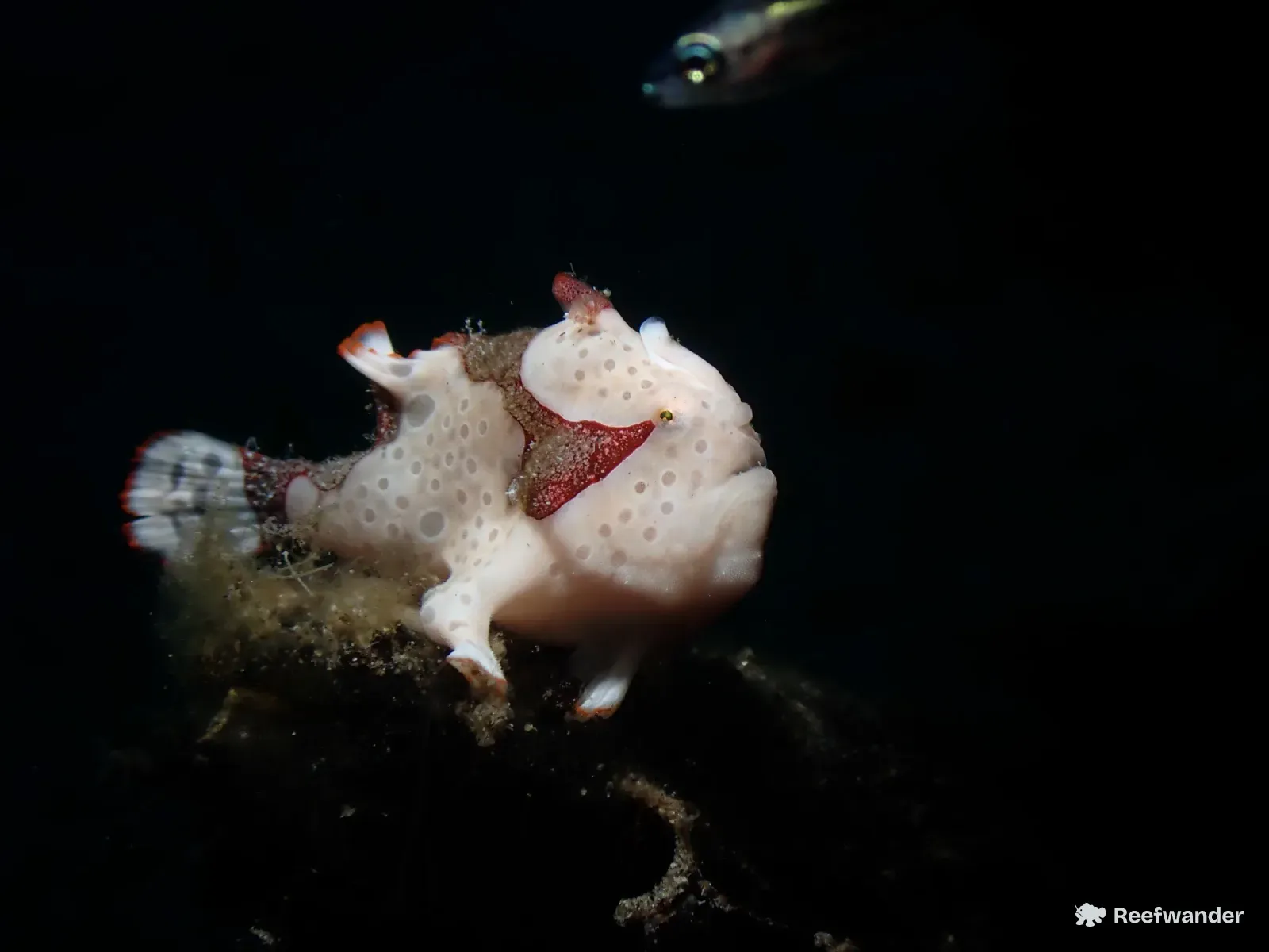 A white frogfish with grey spots and a red saddle perches on a weedy rock in Dauin, against a black background.