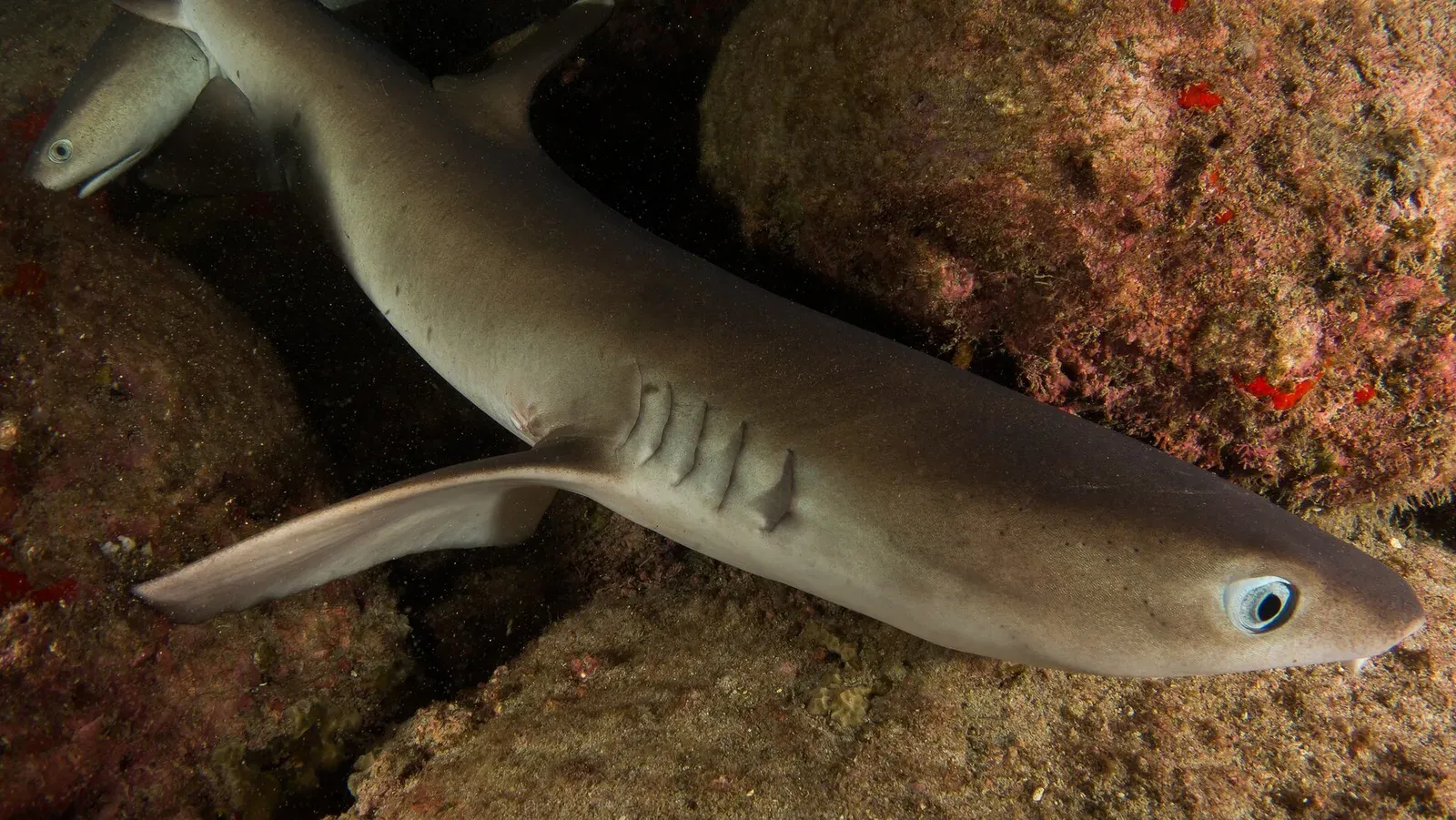 Close view of a whitetip reef shark lying against a rock ledge, its gill slits and pale eye clear, a second shark behind it.