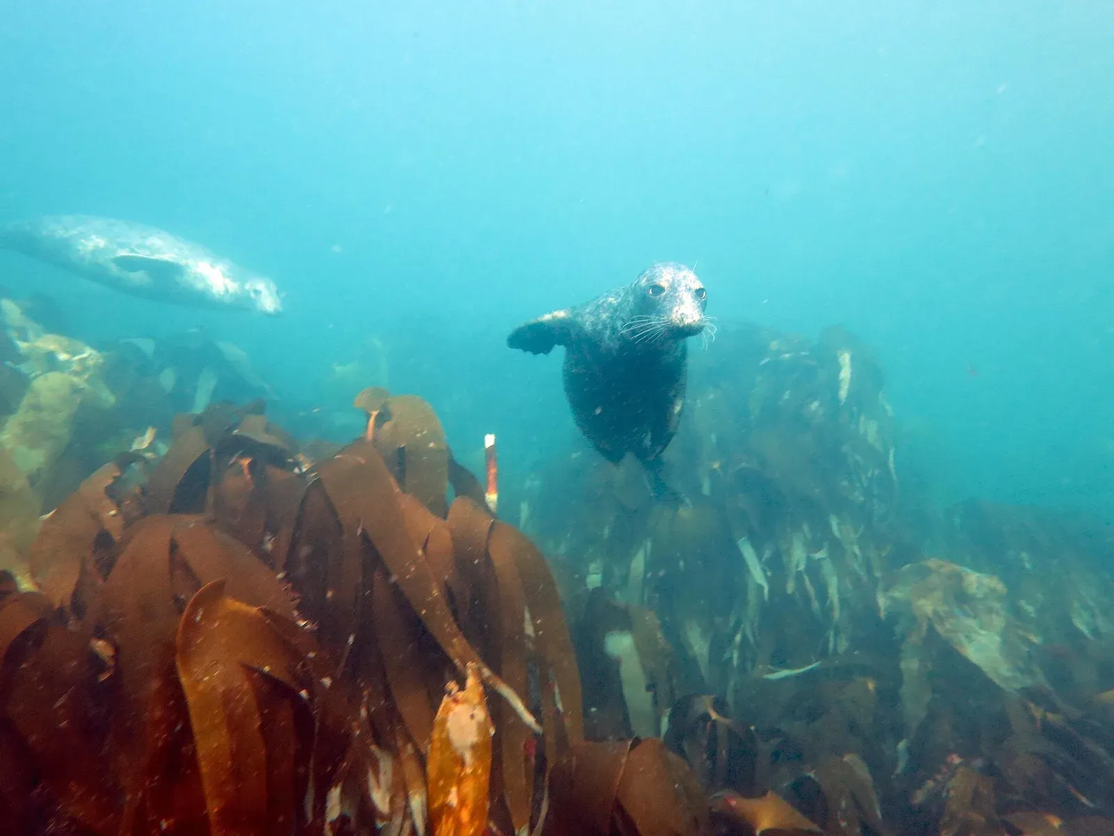 Two grey seals in clear blue water over a kelp bed, one turning to look at the camera, Isles of Scilly