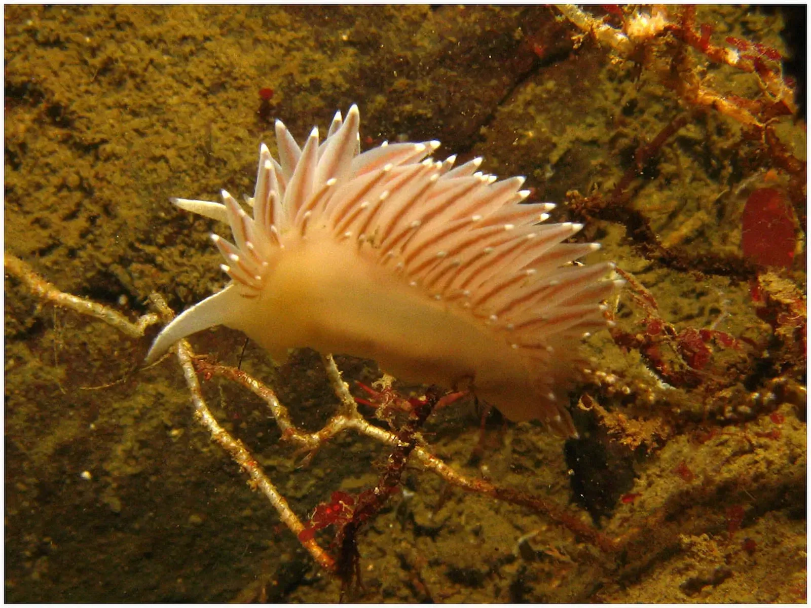 A pale pink aeolid nudibranch, Coryphella trophina, with rows of white-tipped cerata crosses a branching growth on a rock wall.