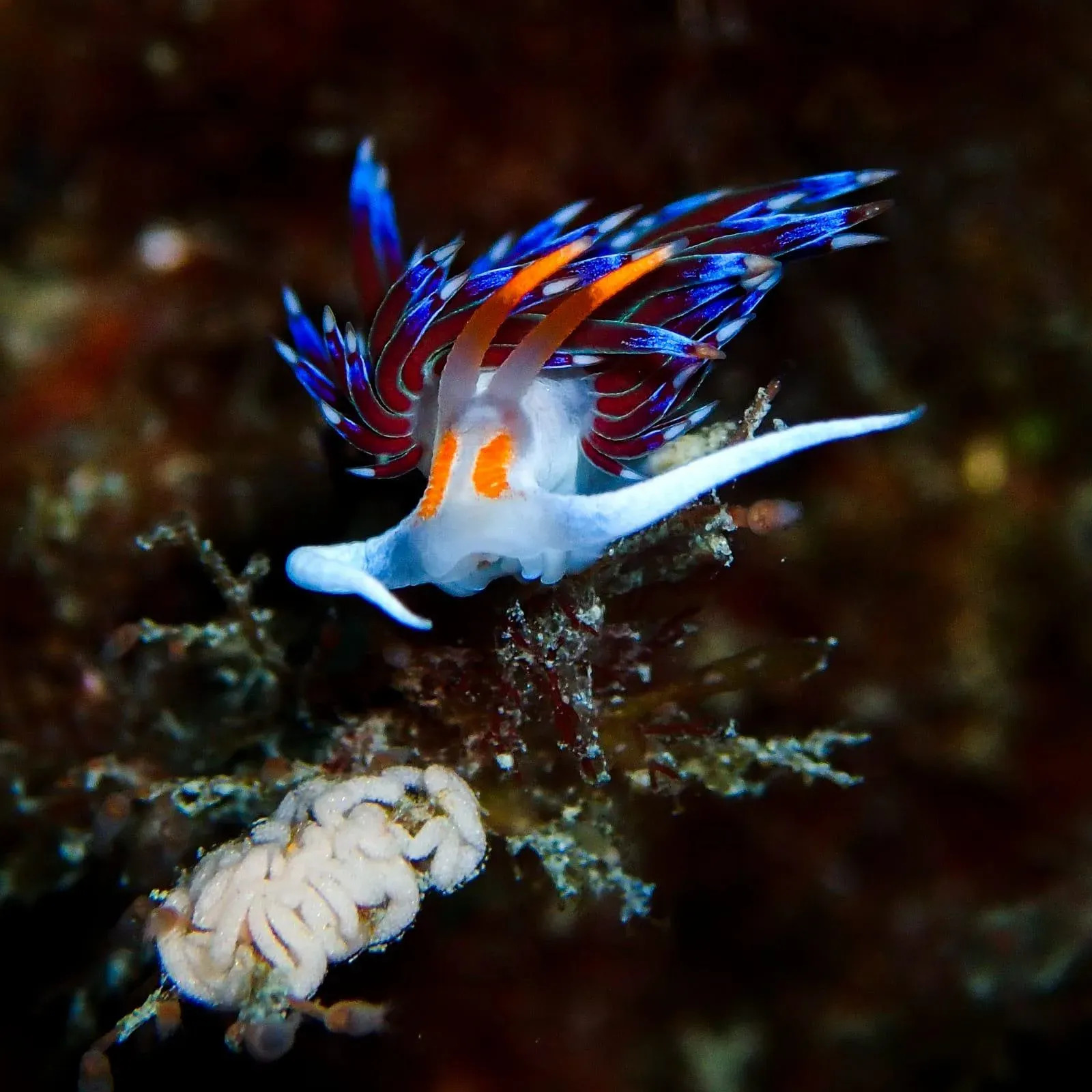 A white Cratena peregrina with two orange head bands and maroon cerata tipped in electric blue perches on a hydroid tuft above a white egg mass.
