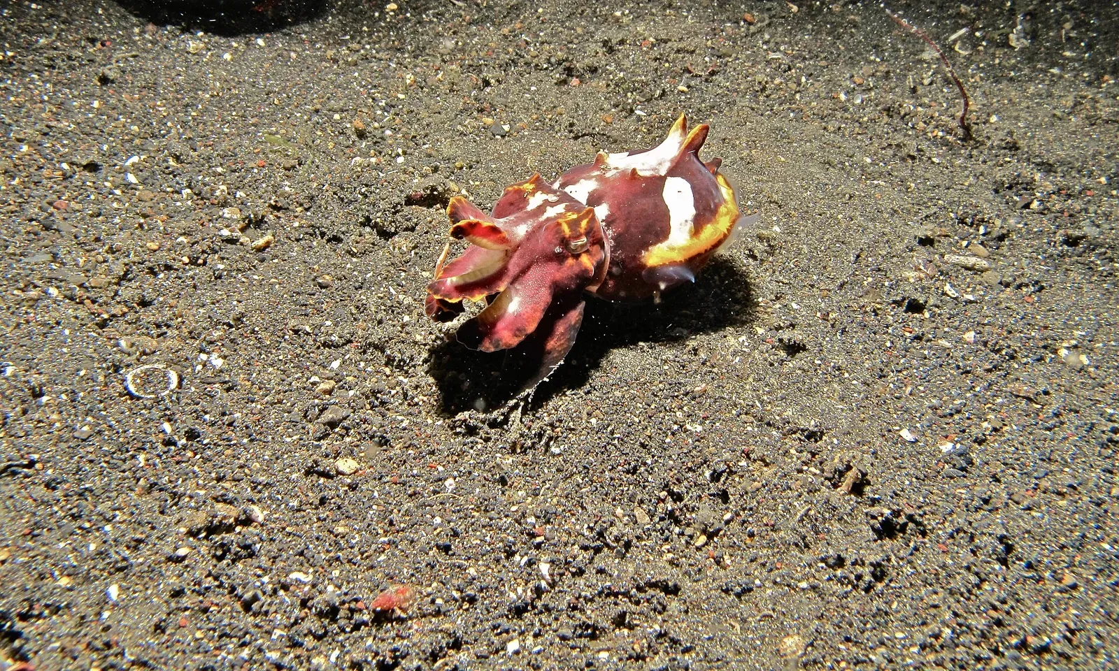 A flamboyant cuttlefish in pink, yellow and maroon walking across black sand