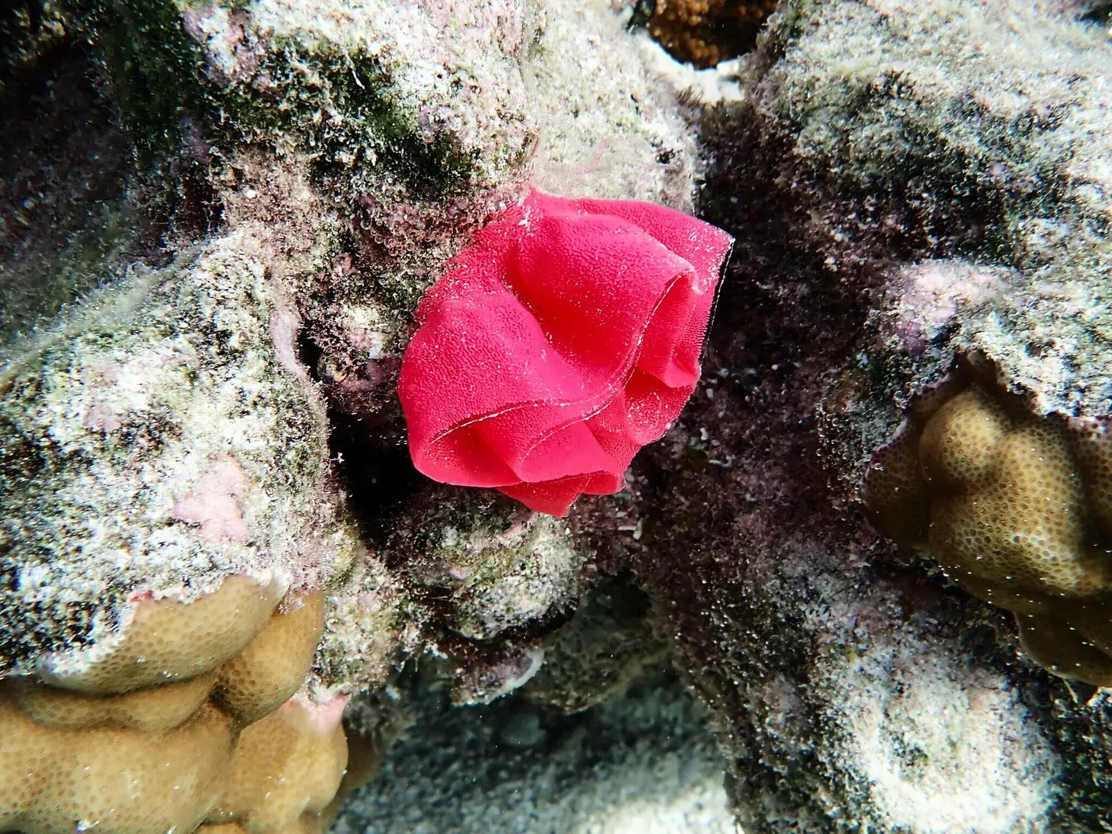 A bright pink-red ruffled egg ribbon of a Spanish dancer is attached to pale rock in the Cook Islands.