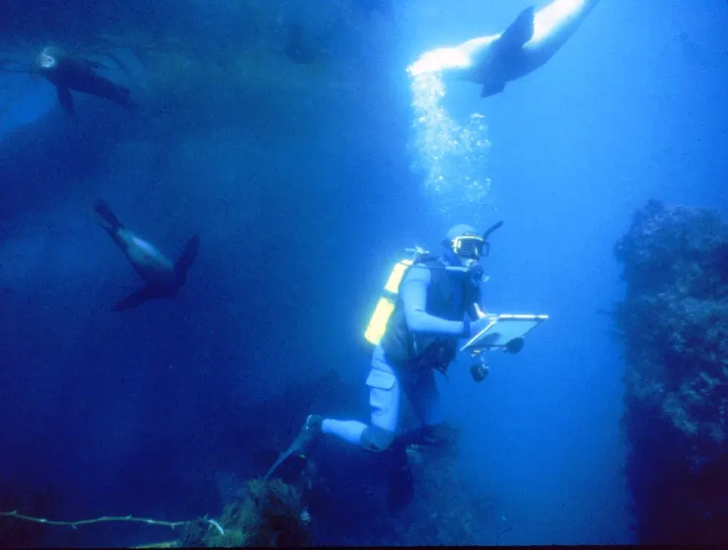 A scuba diver hovers over a reef writing on a slate while three sea lions circle around and above, bubbles rising past them in deep blue water