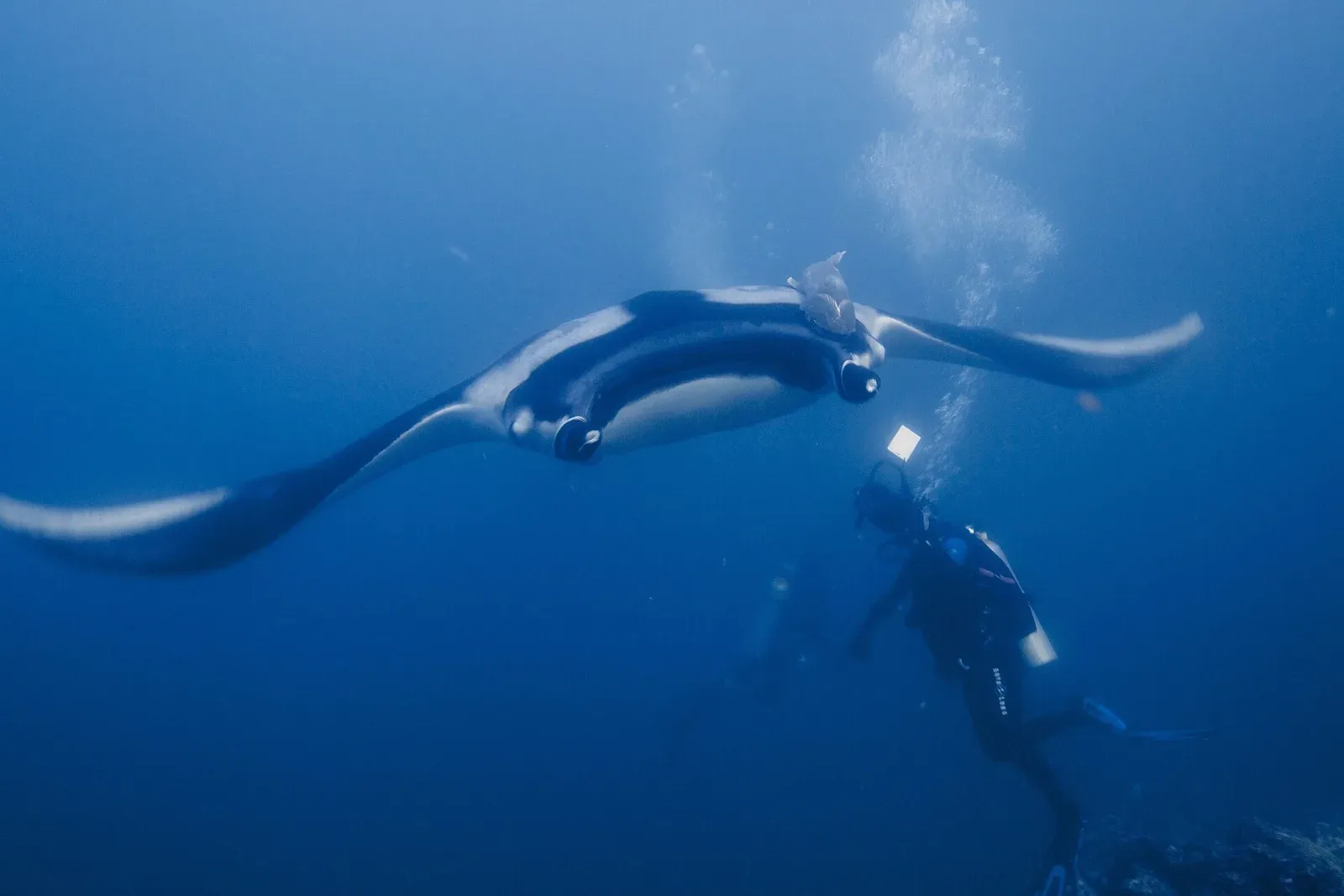 A diver swimming beside a large oceanic manta ray in blue water