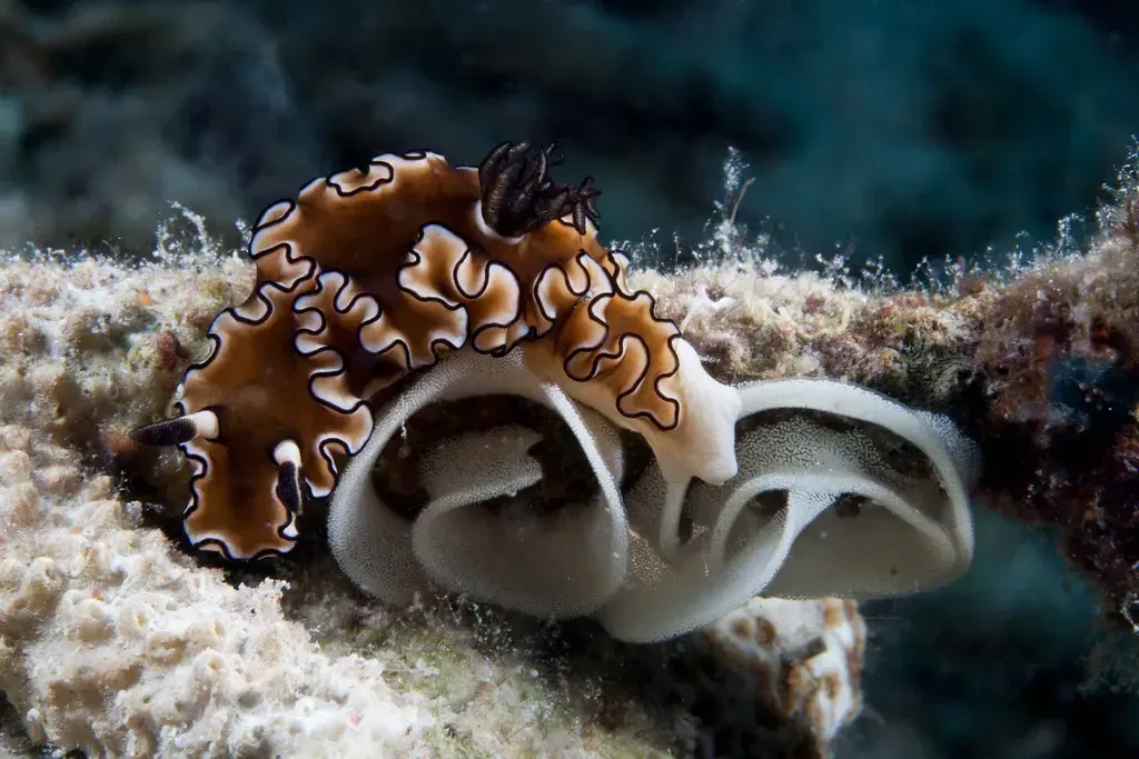 A brown nudibranch with white, black-edged ruffles curls around a coiled white egg ribbon on encrusted reef.
