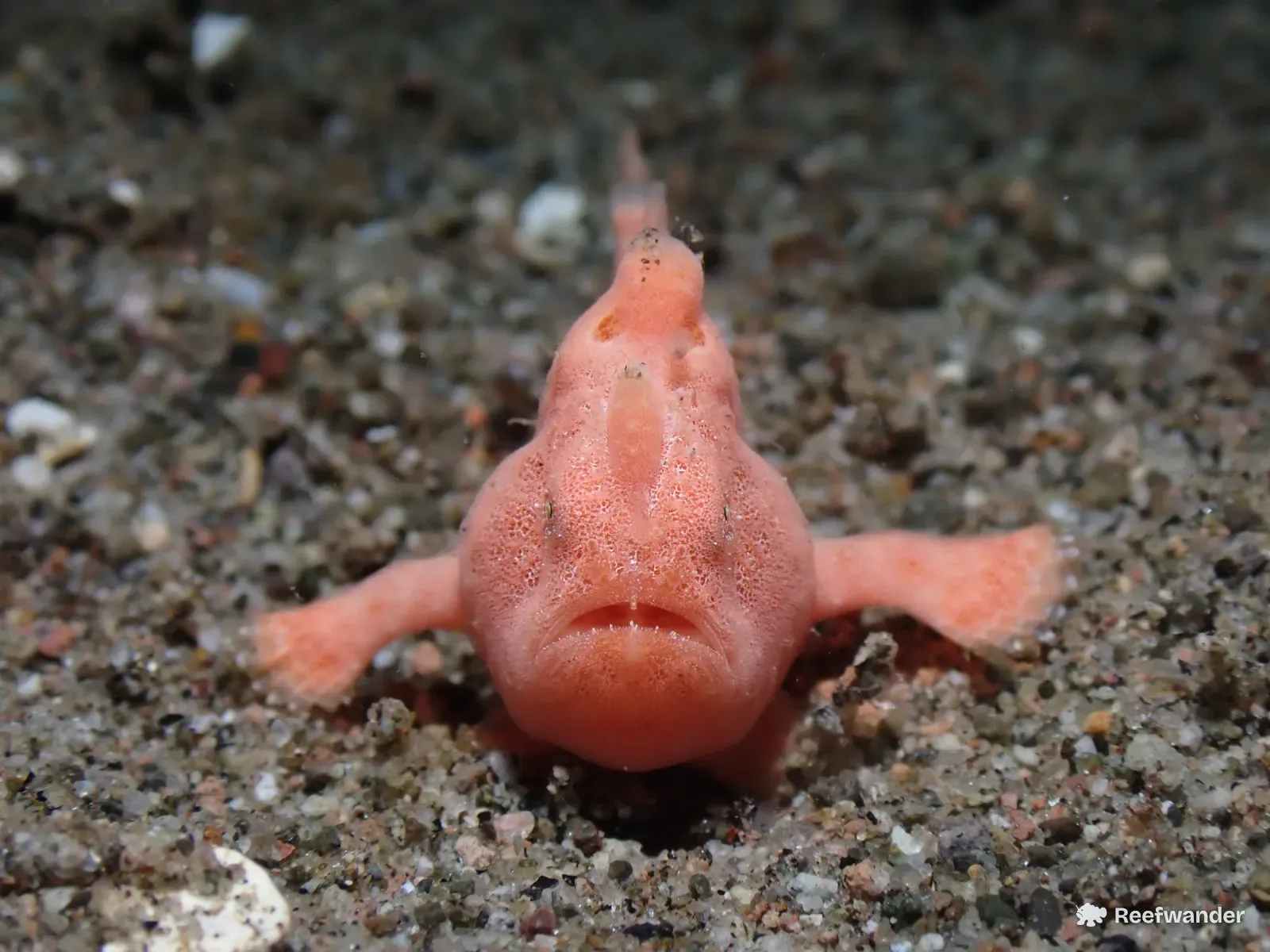 A pink frogfish in Dauin faces the camera on dark sand, its arm-like pectoral fins spread to either side.