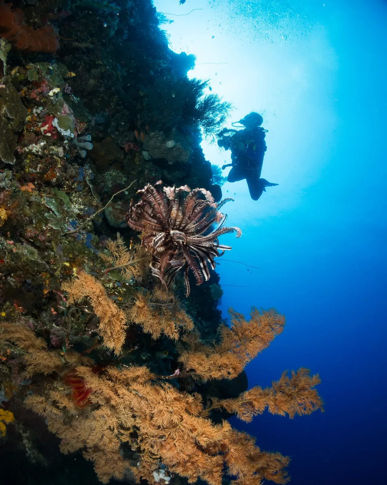 A diver silhouetted against the surface light beside a vertical wall hung with gorgonians and a feather star