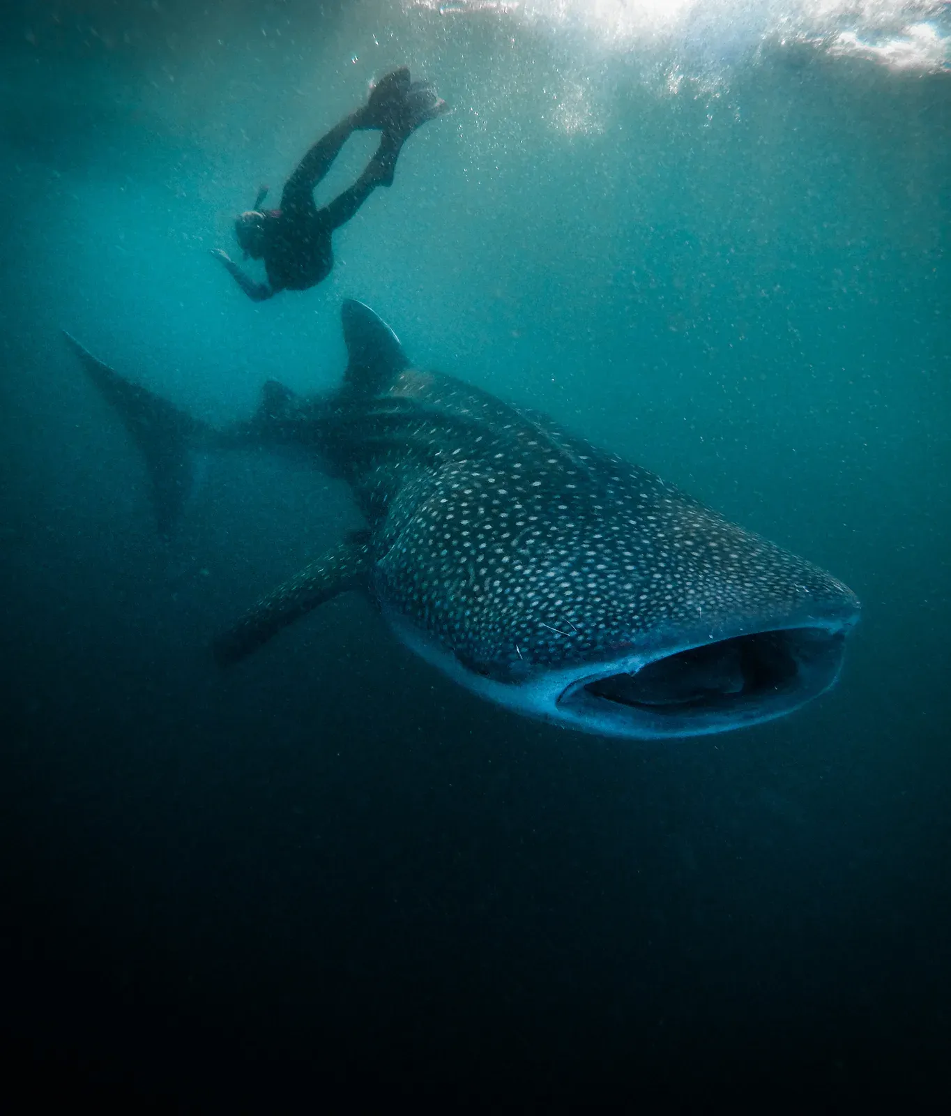 A whale shark feeding with its mouth wide open just below the surface, a freediver silhouetted above and behind it