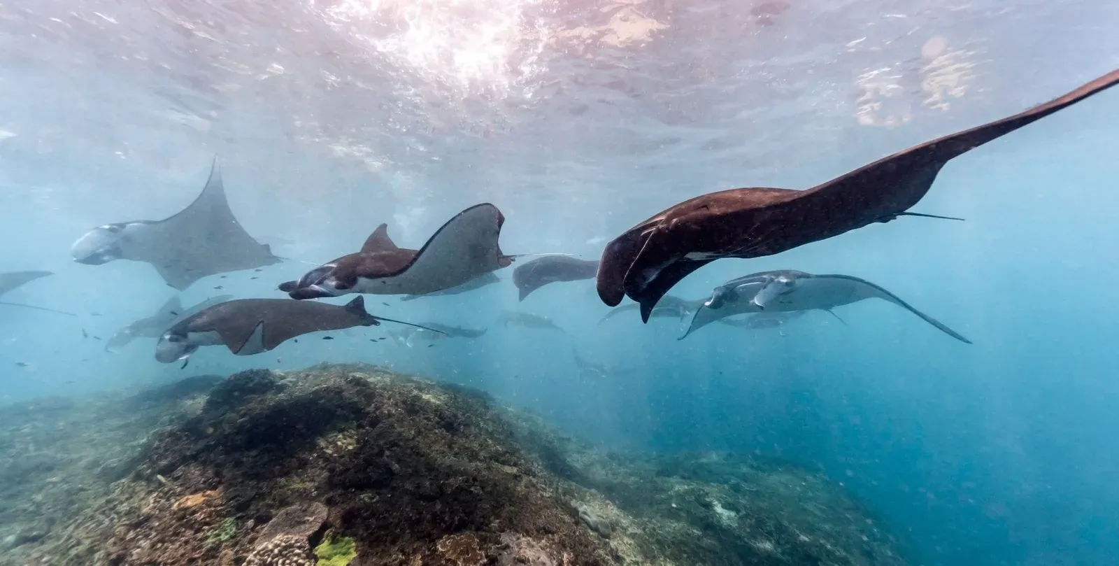 A loose group of manta rays feeding together over a reef near the surface