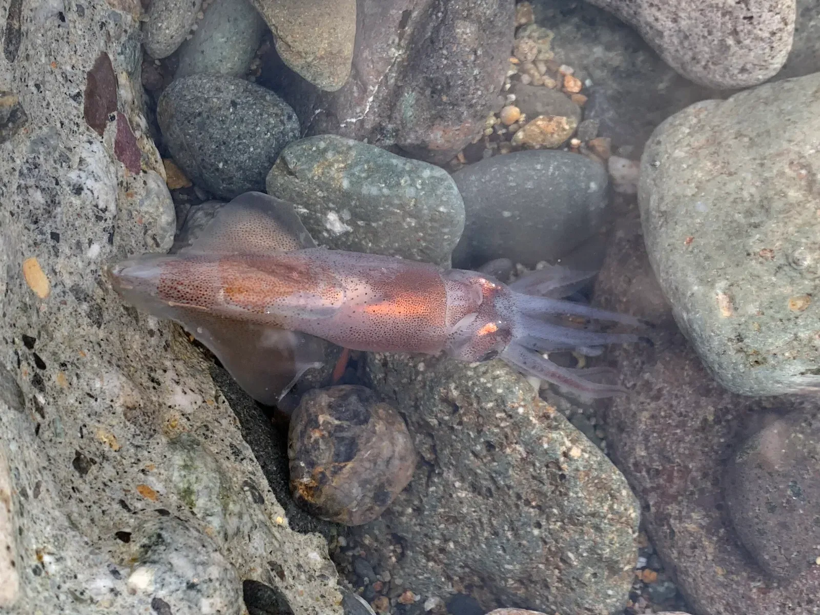 A firefly squid, a few centimetres long, lying in clear shallow water over pebbles in daylight