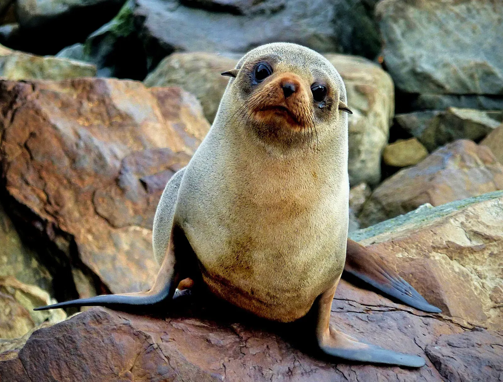 A young New Zealand fur seal sitting upright on red-brown rocks and looking at the camera