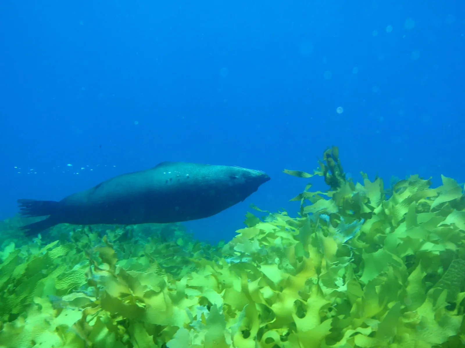 A fur seal glides horizontally through clear blue water just above a dense bed of golden-green kelp, hind flippers trailing behind it