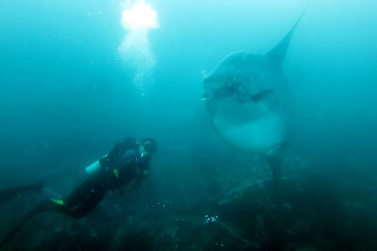A large sunfish in profile in murky green water with a scuba diver watching from a few metres away over a rocky bottom