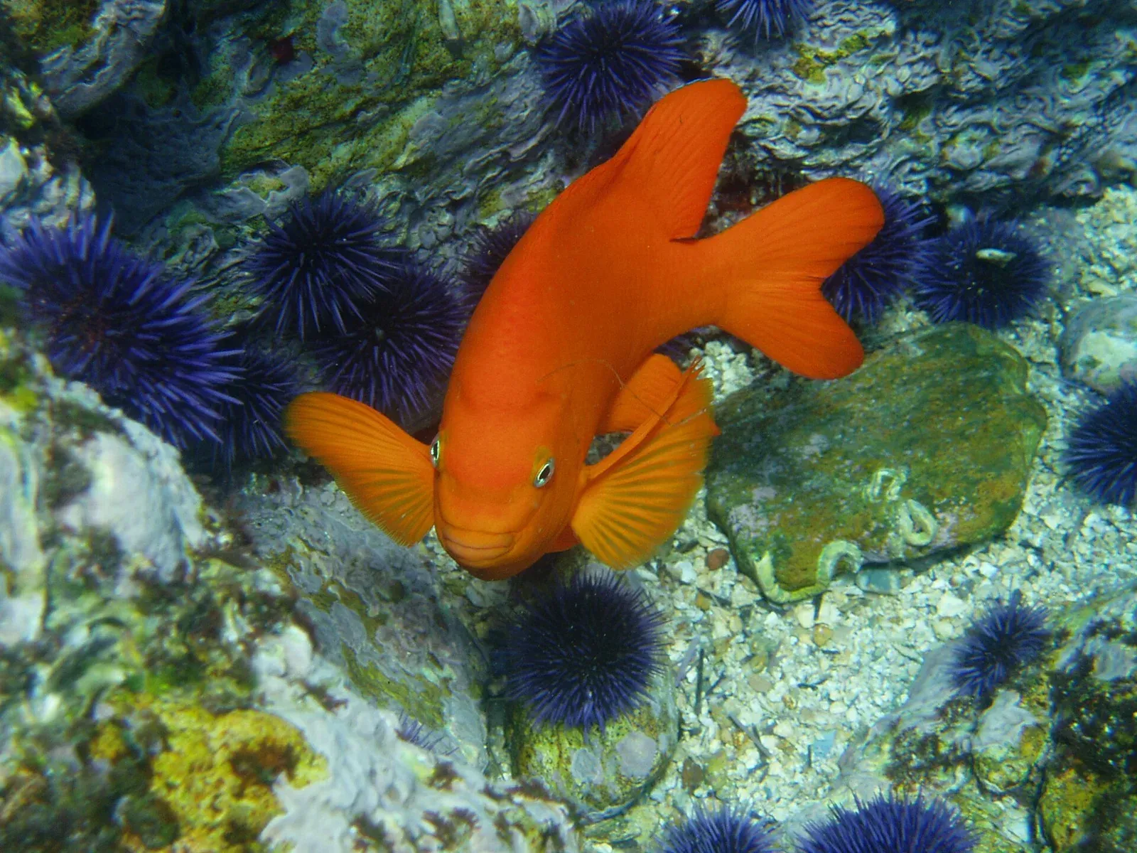 A bright orange garibaldi over rock scattered with purple sea urchins
