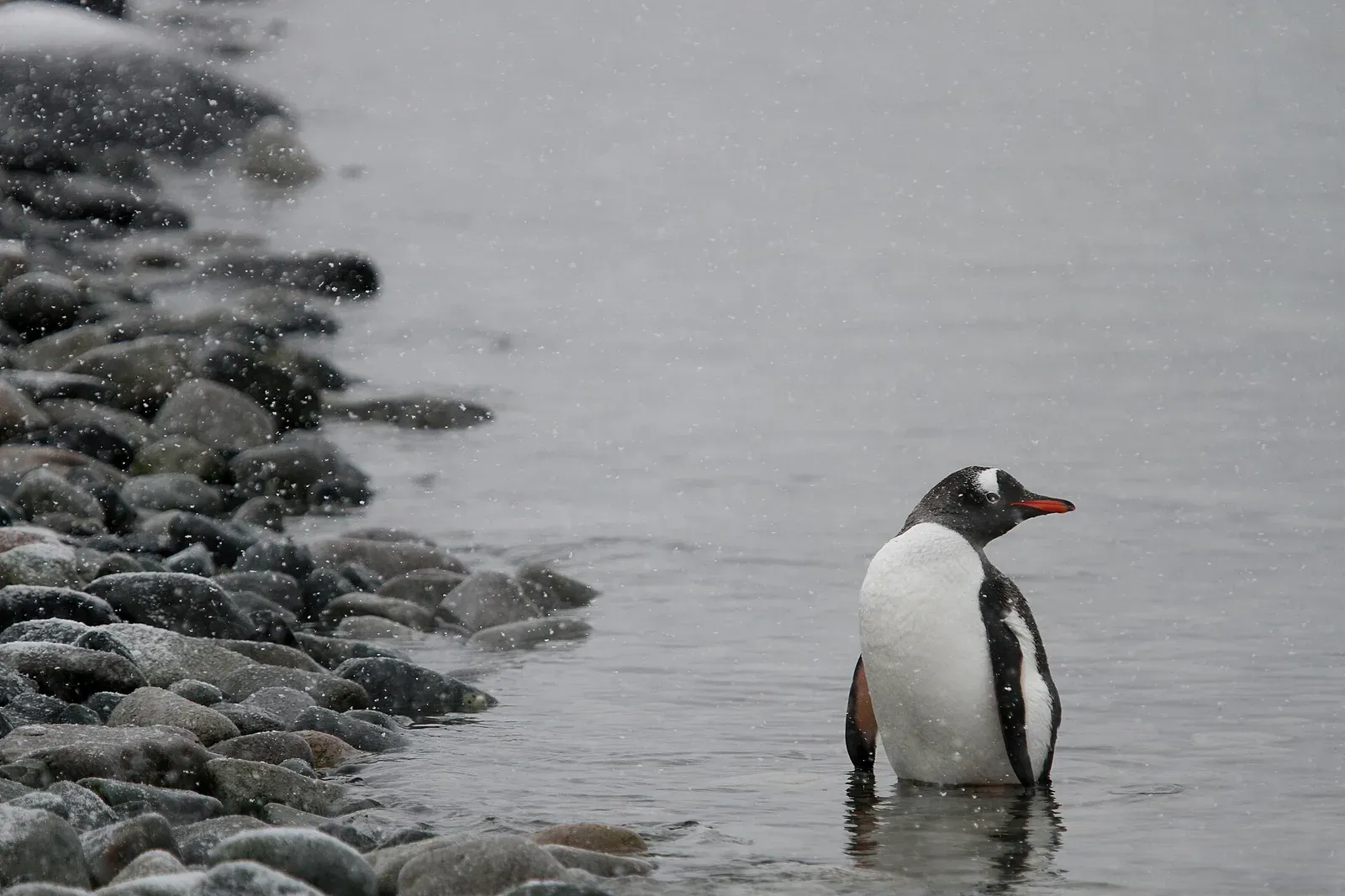A gentoo penguin standing in shallow grey water beside a pebble beach while snow falls on the Antarctic Peninsula