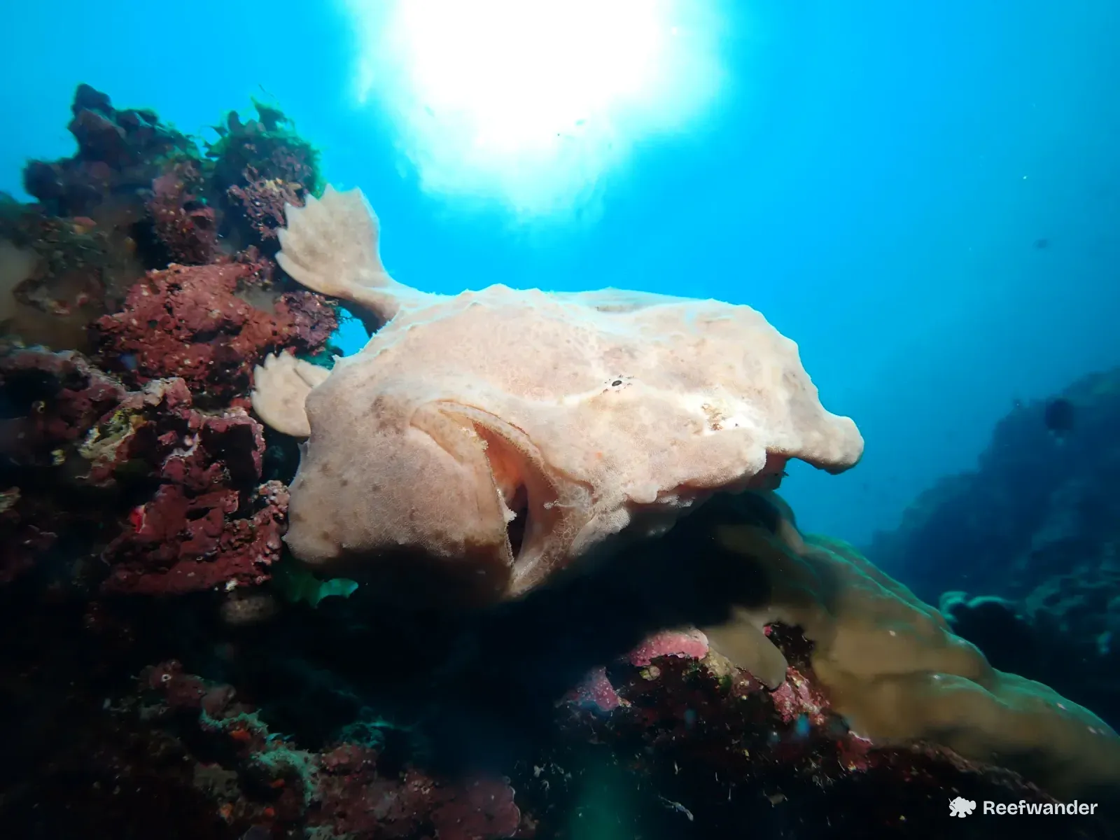 A pale giant frogfish rests on red sponge-covered reef off Panglao, with open blue water and sunlight behind it.