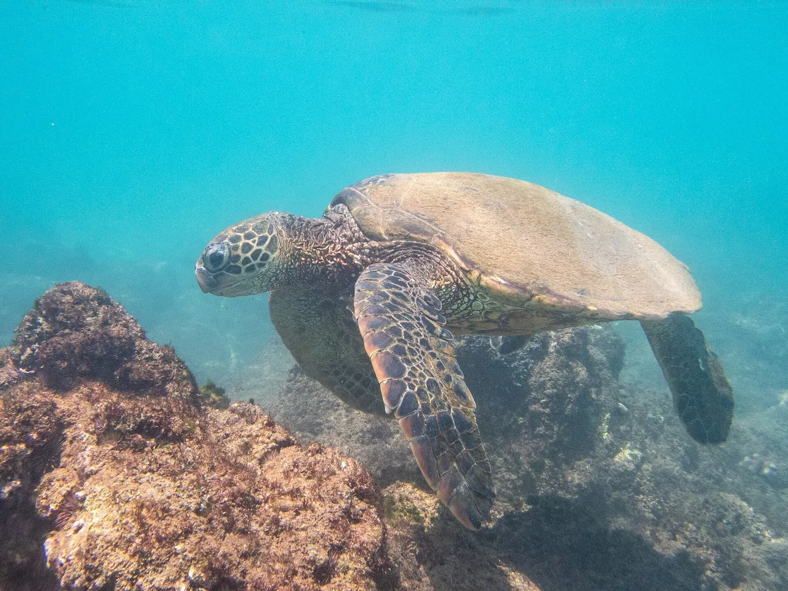 A green sea turtle with a short rounded beak swims over a rocky reef off Maui.