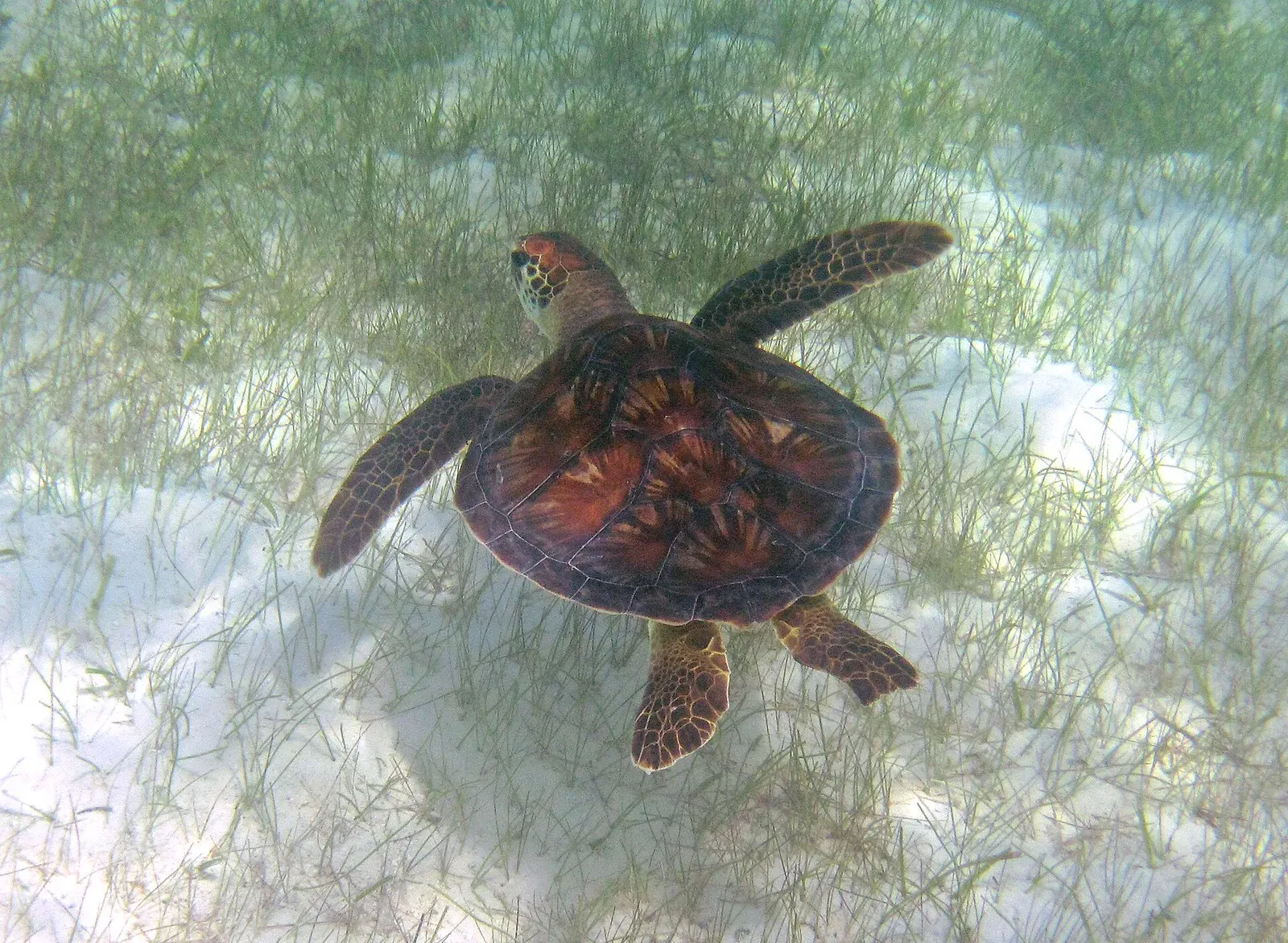 A green sea turtle swims low over a sparse seagrass bed on pale sand in shallow water.