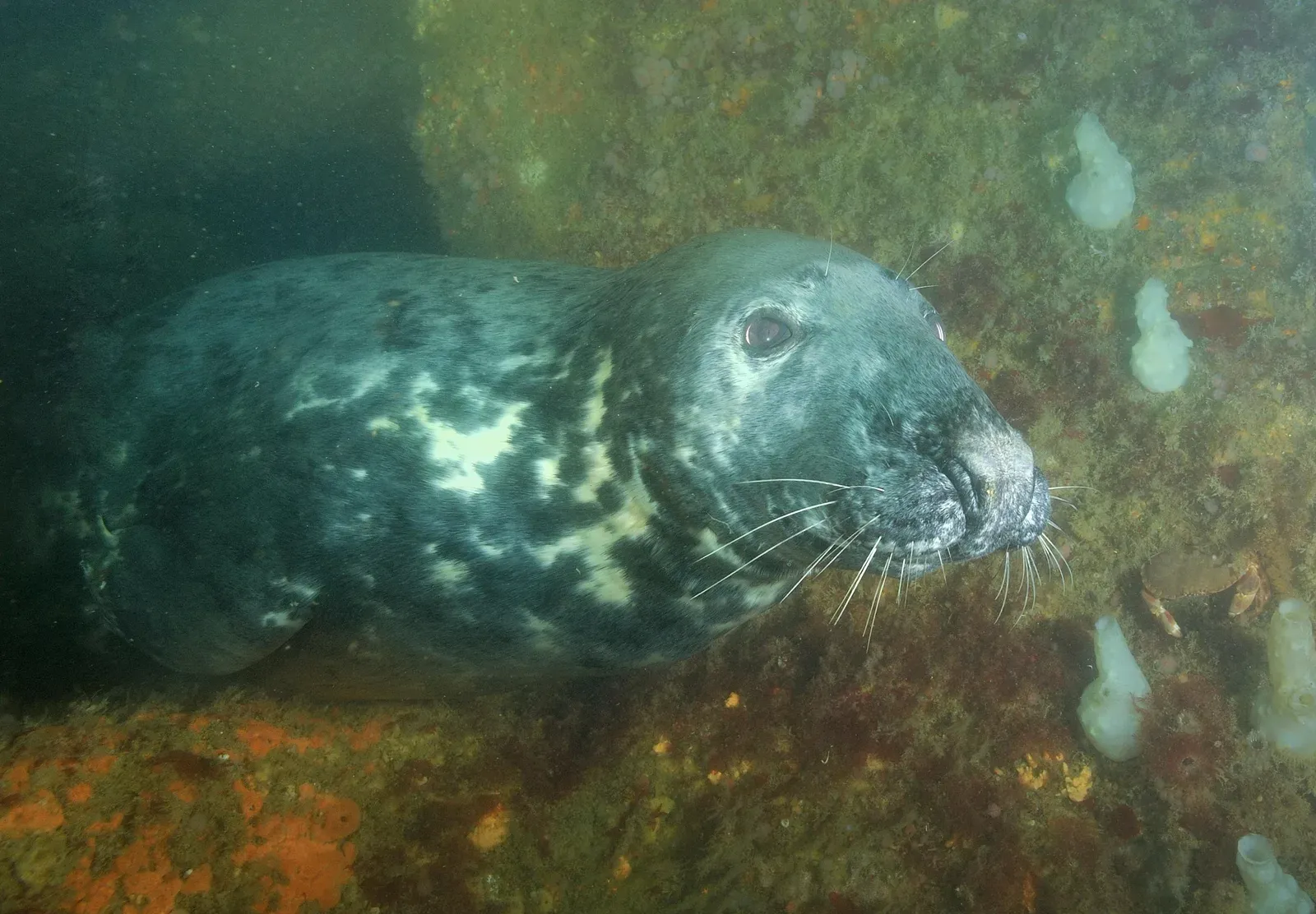 A mottled grey seal rests on rock crusted with orange sponge and pale sea squirts, whiskers fanned forward, a small crab beside its muzzle