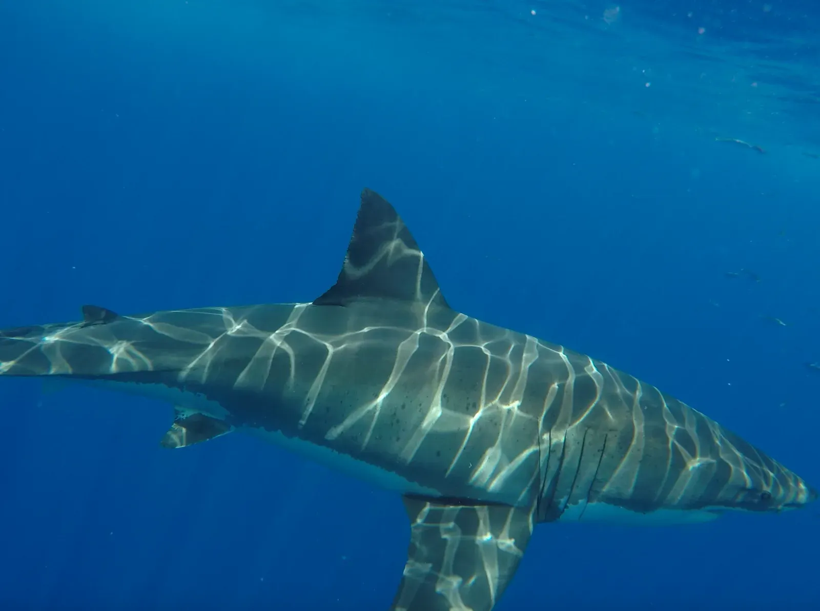 A great white shark lit by rippling sunlight just below the surface in clear blue water at Guadalupe Island