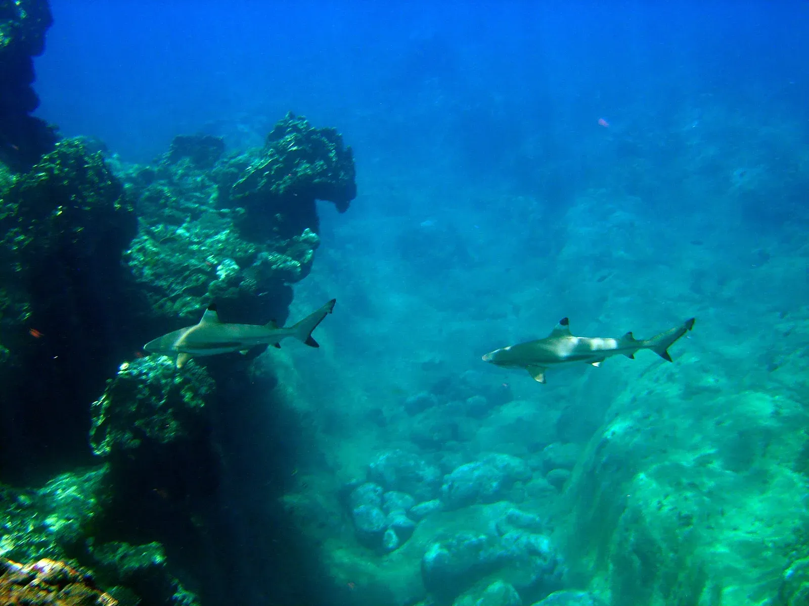 Two blacktip reef sharks with black-tipped fins cruise past rocky coral in clear blue water off Guam.