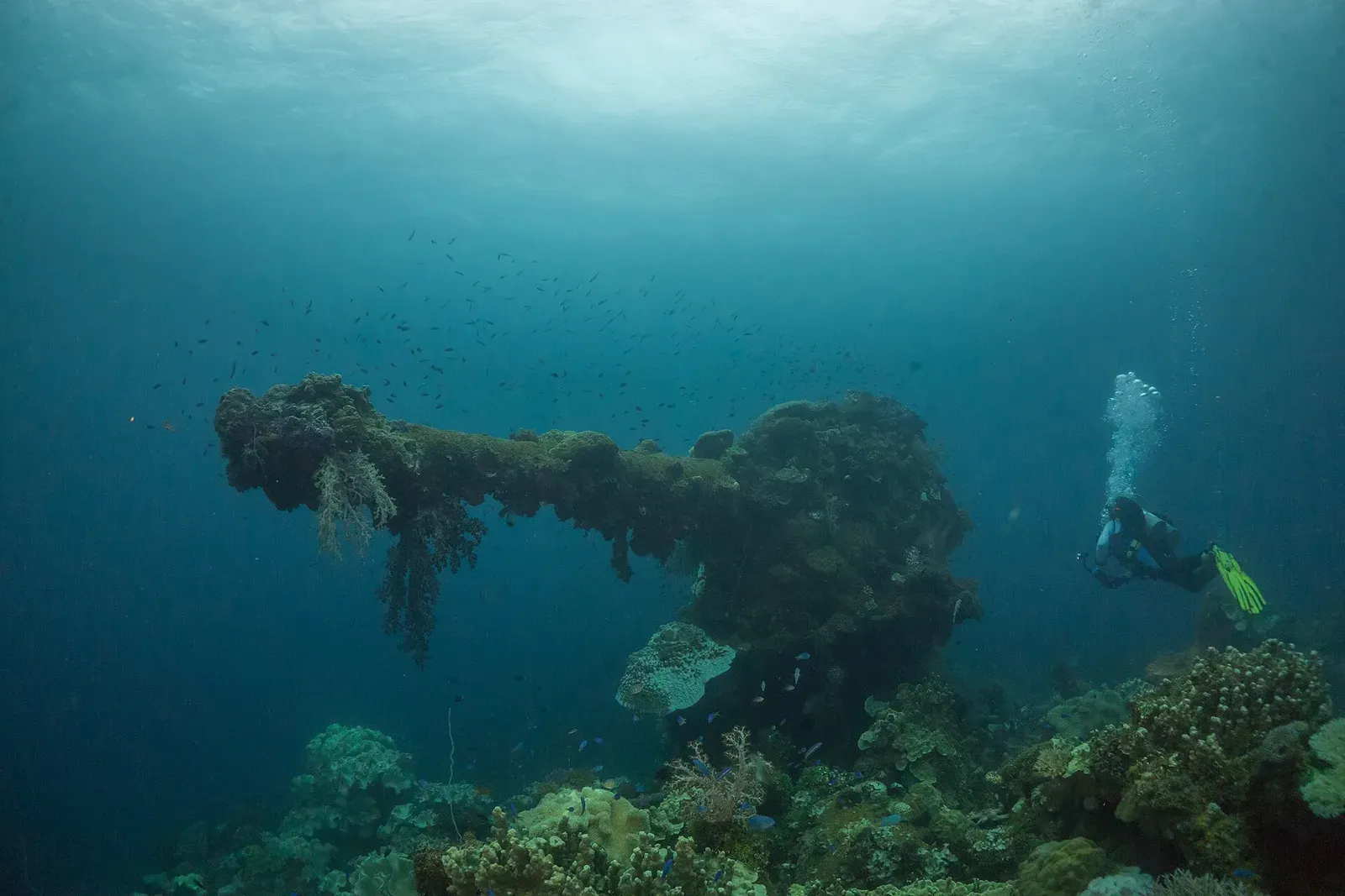 The coral-encrusted bow gun of the Fujikawa Maru with a diver above it
